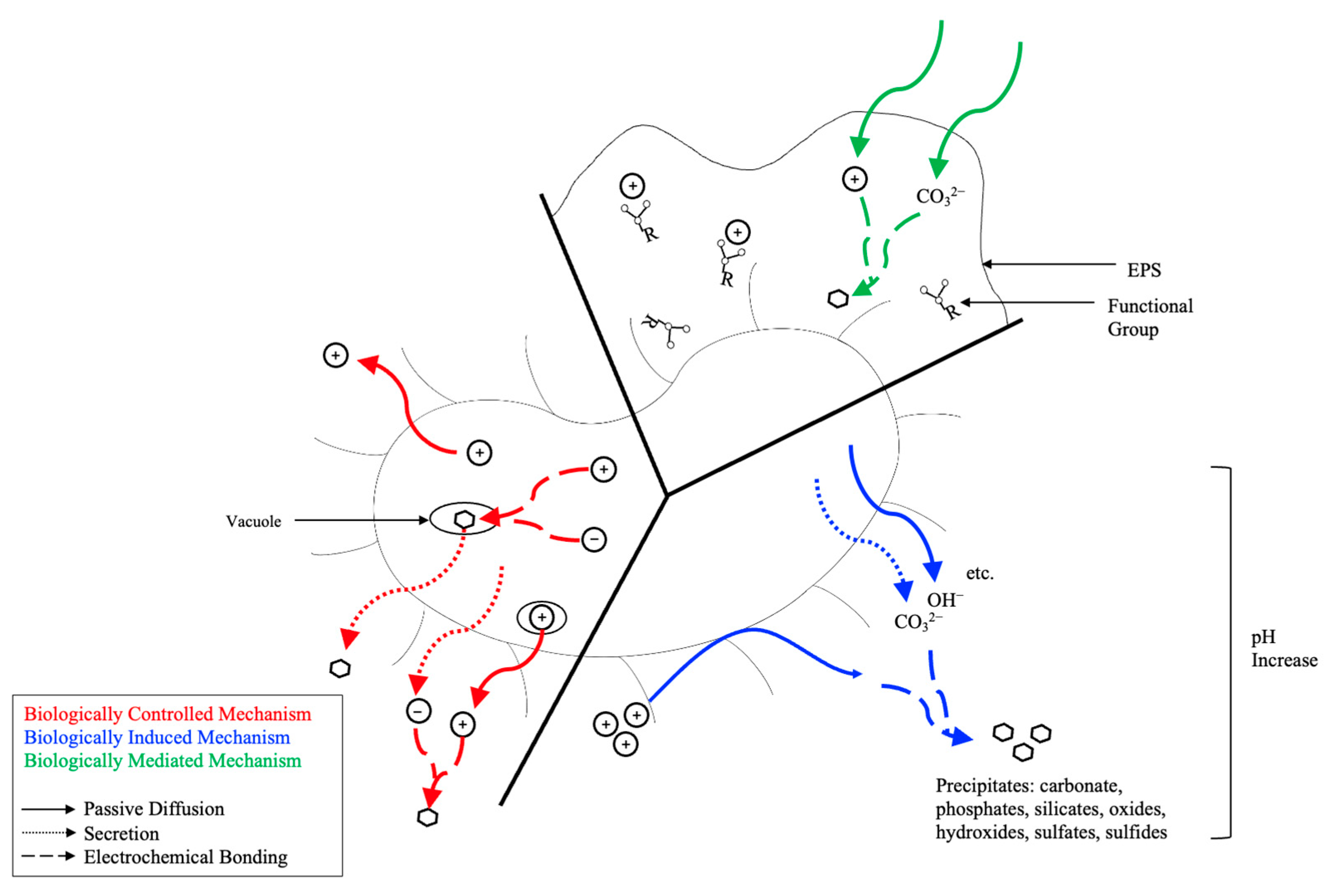 Ijms 26 02230 g001 Ijms 26 02230 g001