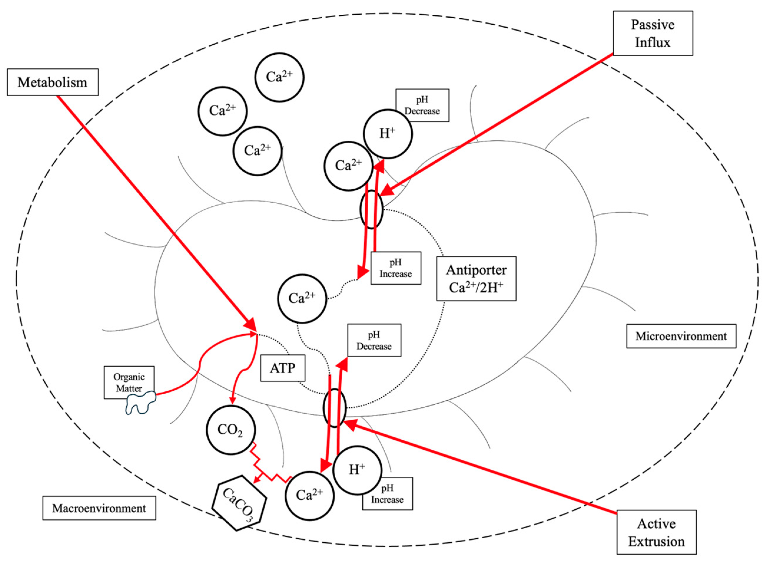 Ijms 26 02230 g003 Ijms 26 02230 g003