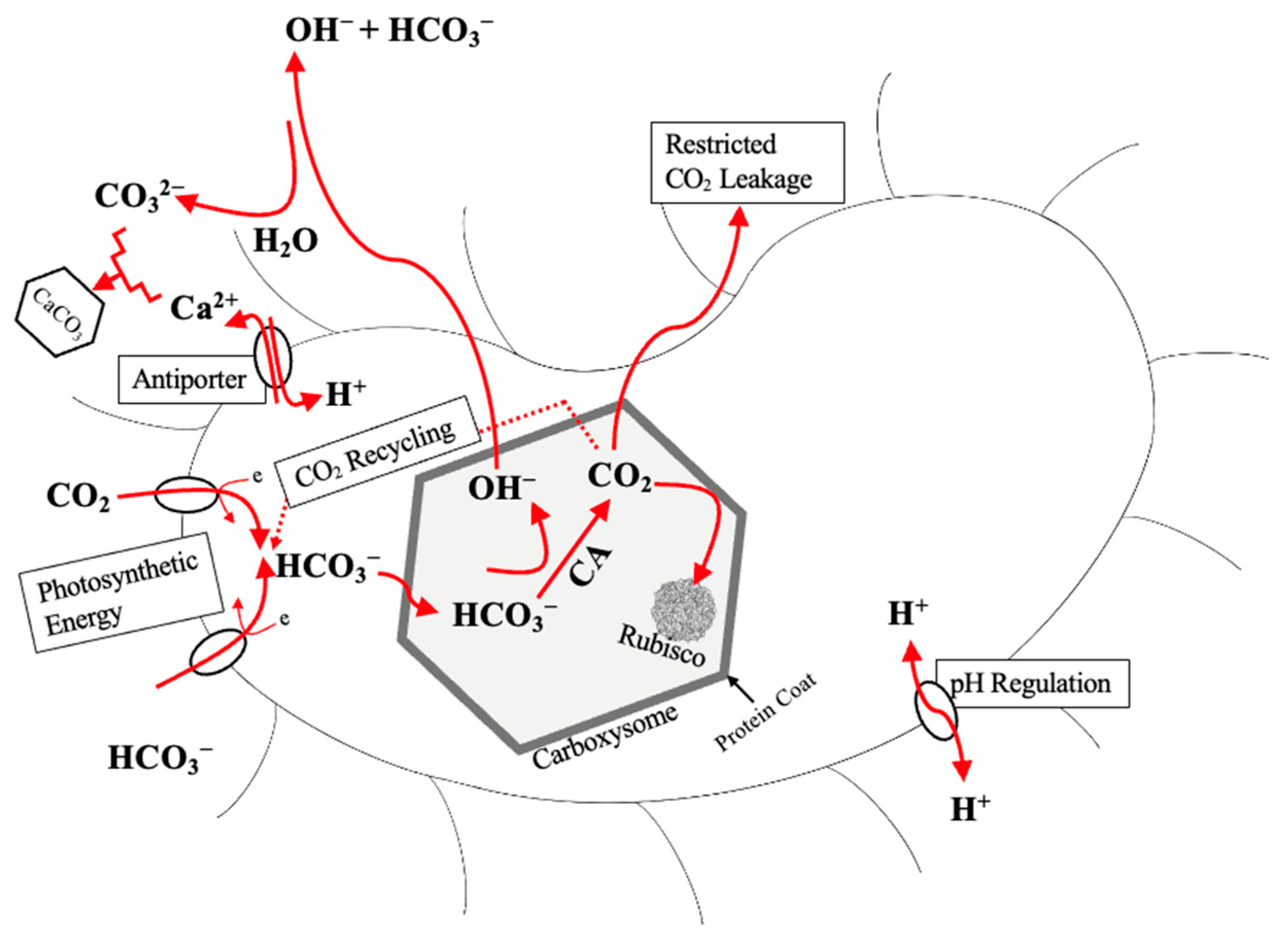 Ijms 26 02230 g005 Ijms 26 02230 g005