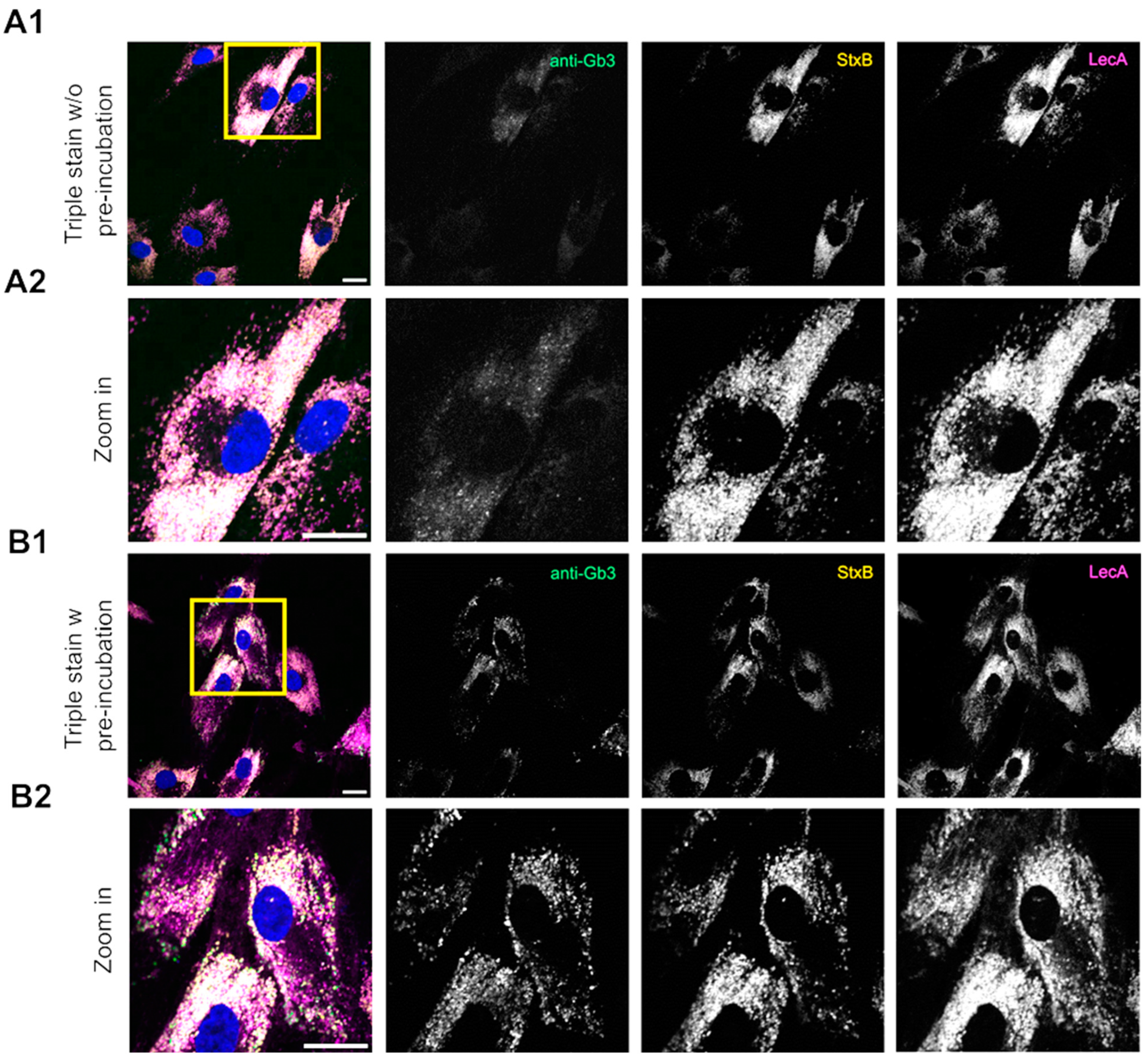 Ijms 26 02272 g003 Ijms 26 02272 g003