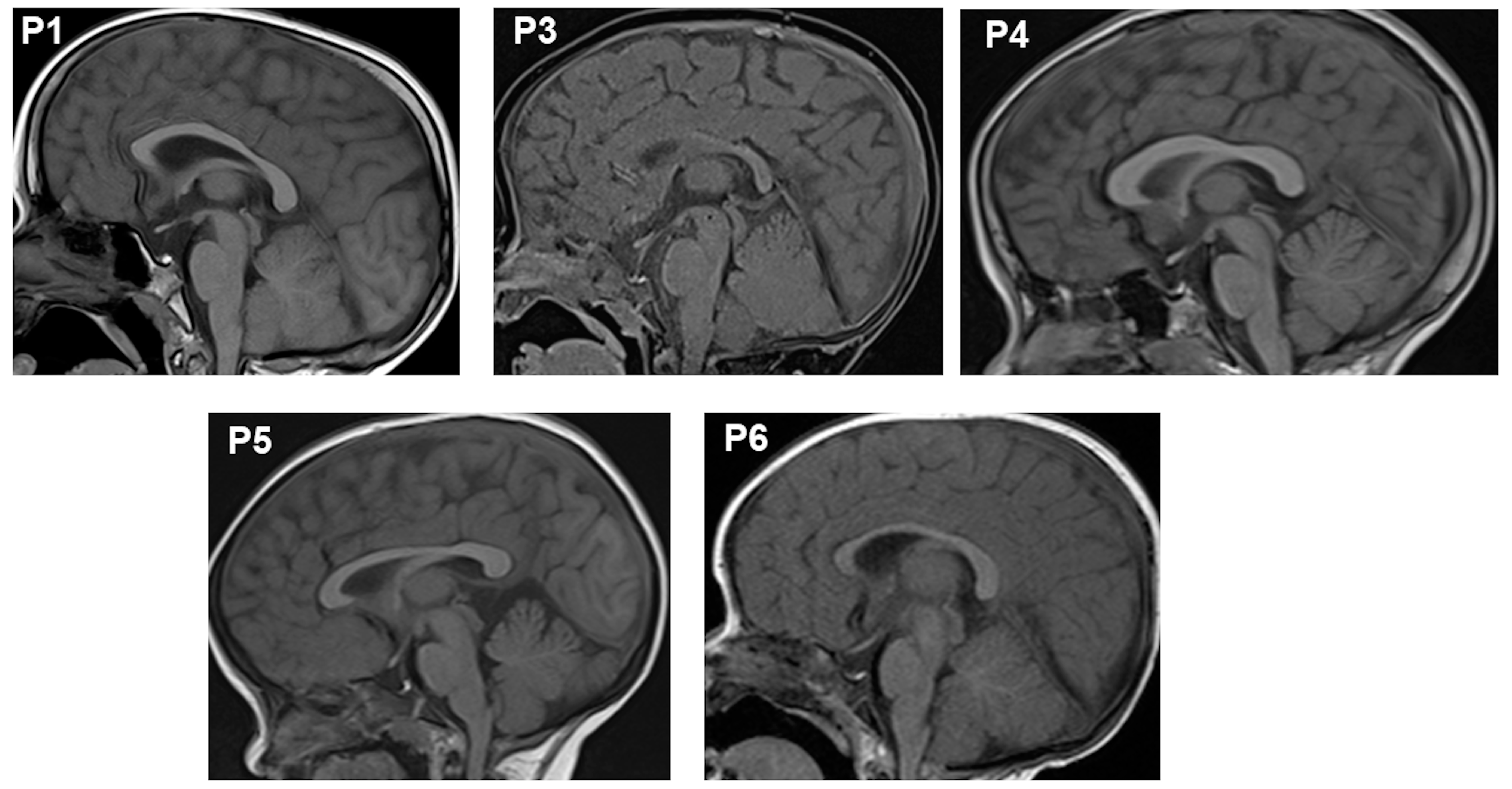 Ijms 26 02406 g002 Ijms 26 02406 g002