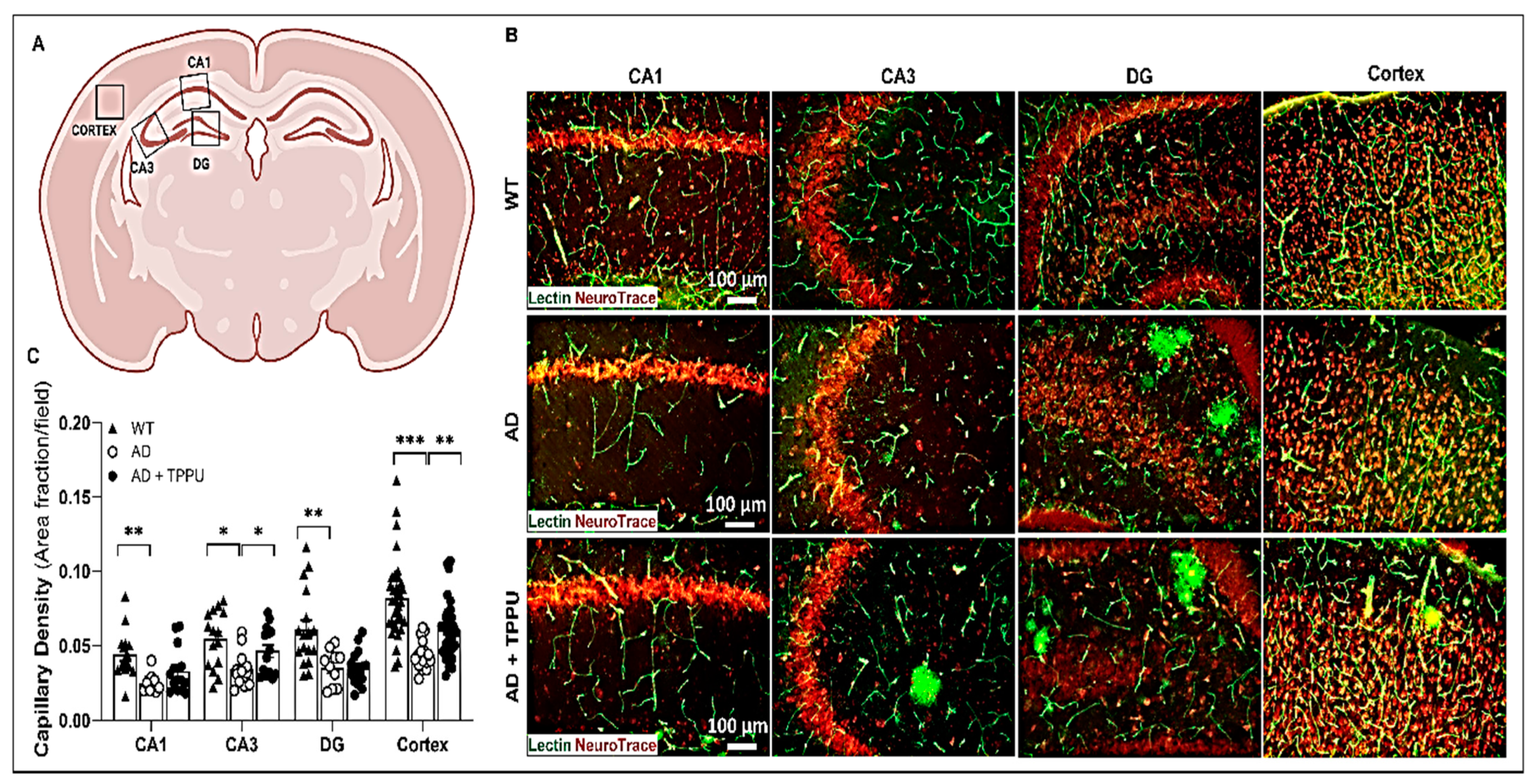 Ijms 26 02433 g004a Ijms 26 02433 g004a