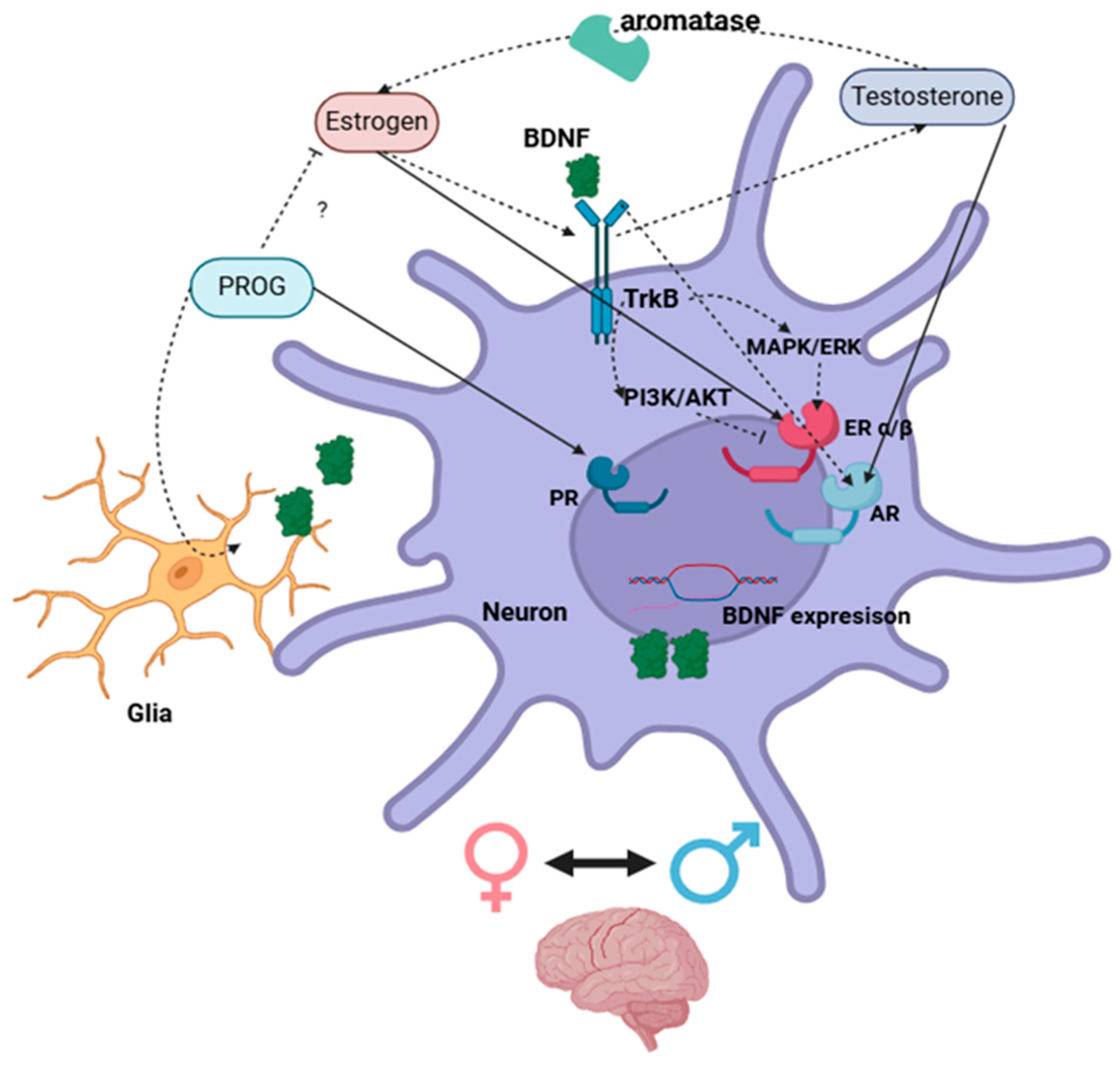 Ijms 26 02532 g003 Ijms 26 02532 g003
