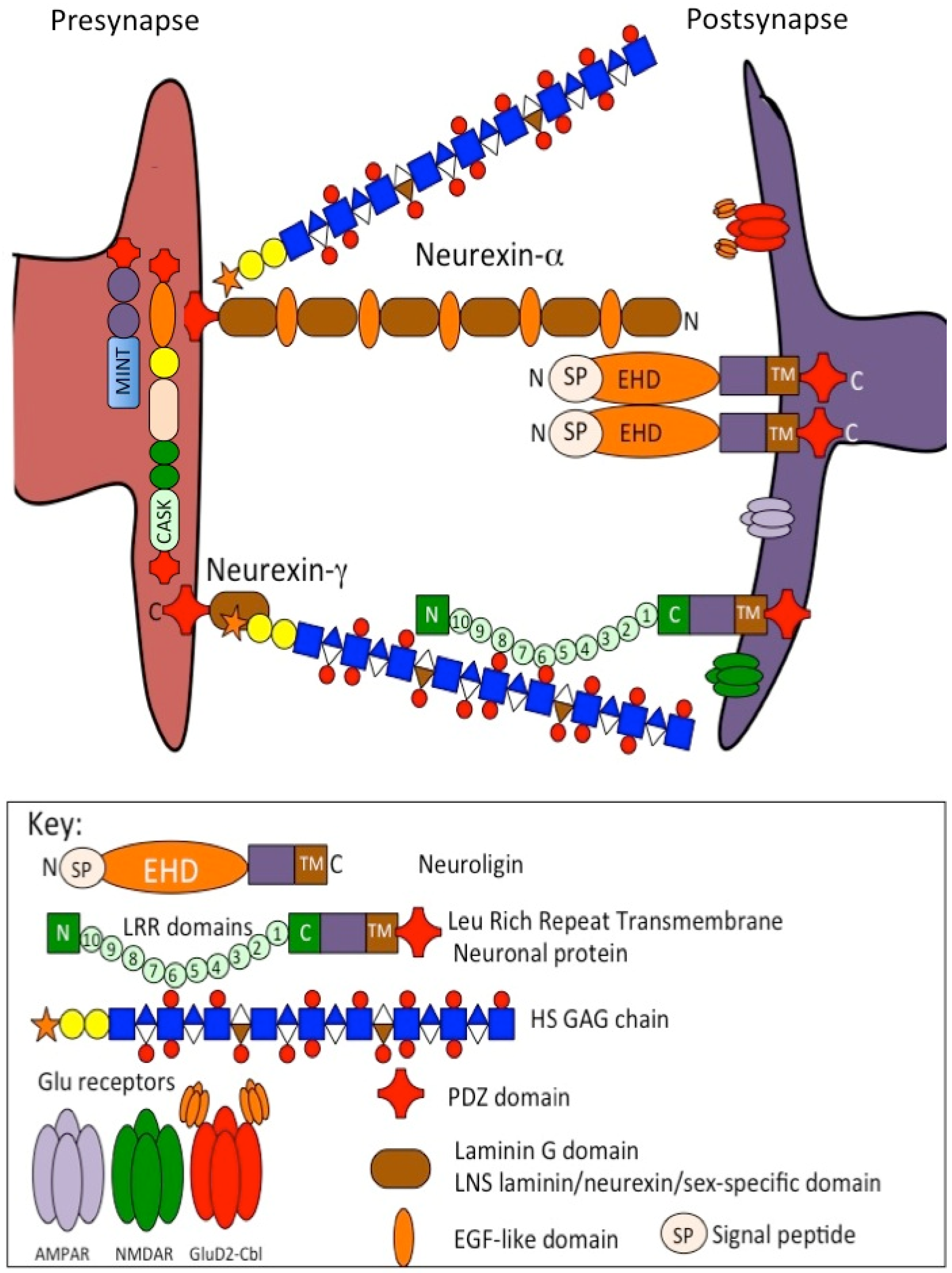 Ijms 26 02554 g006 Ijms 26 02554 g006