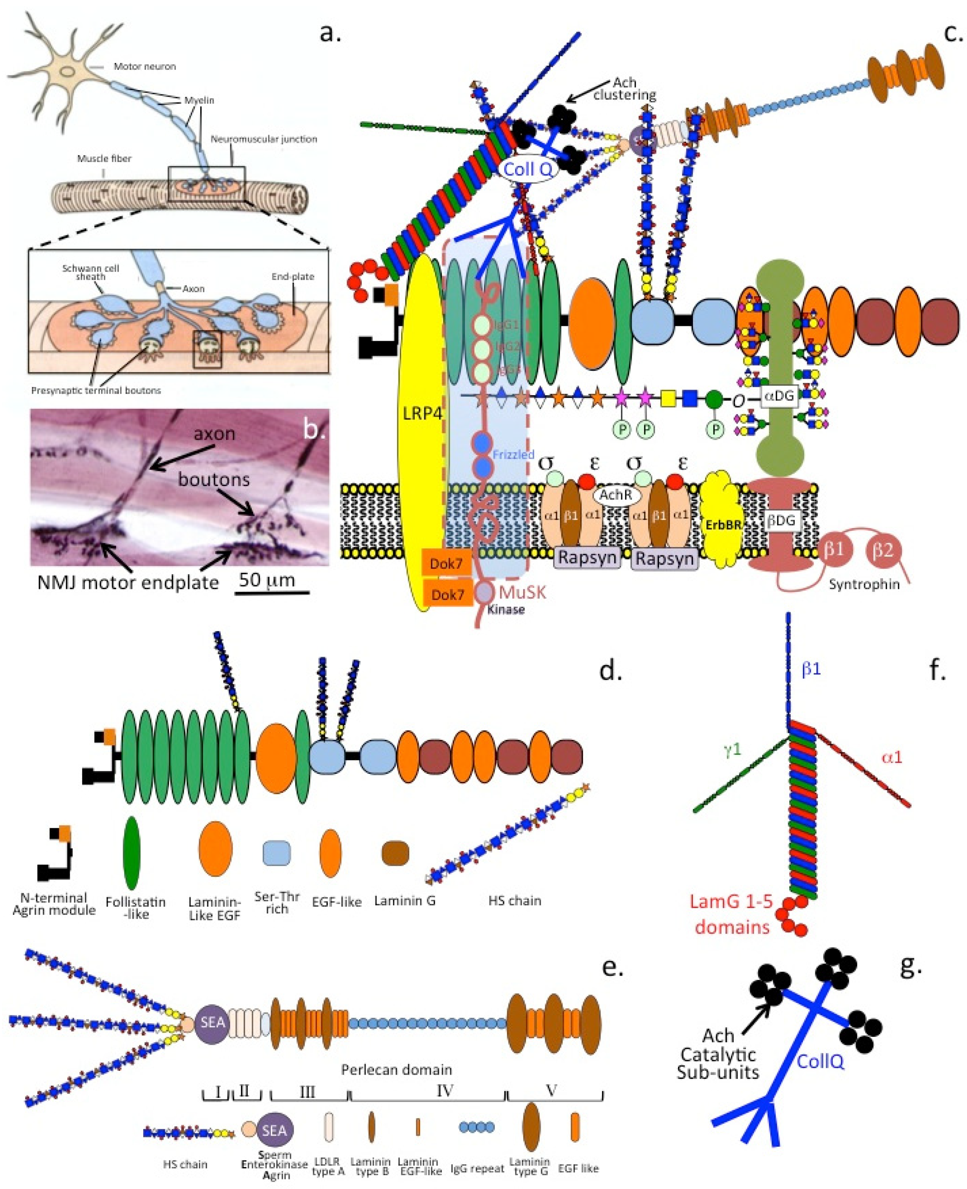 Ijms 26 02554 g008 Ijms 26 02554 g008