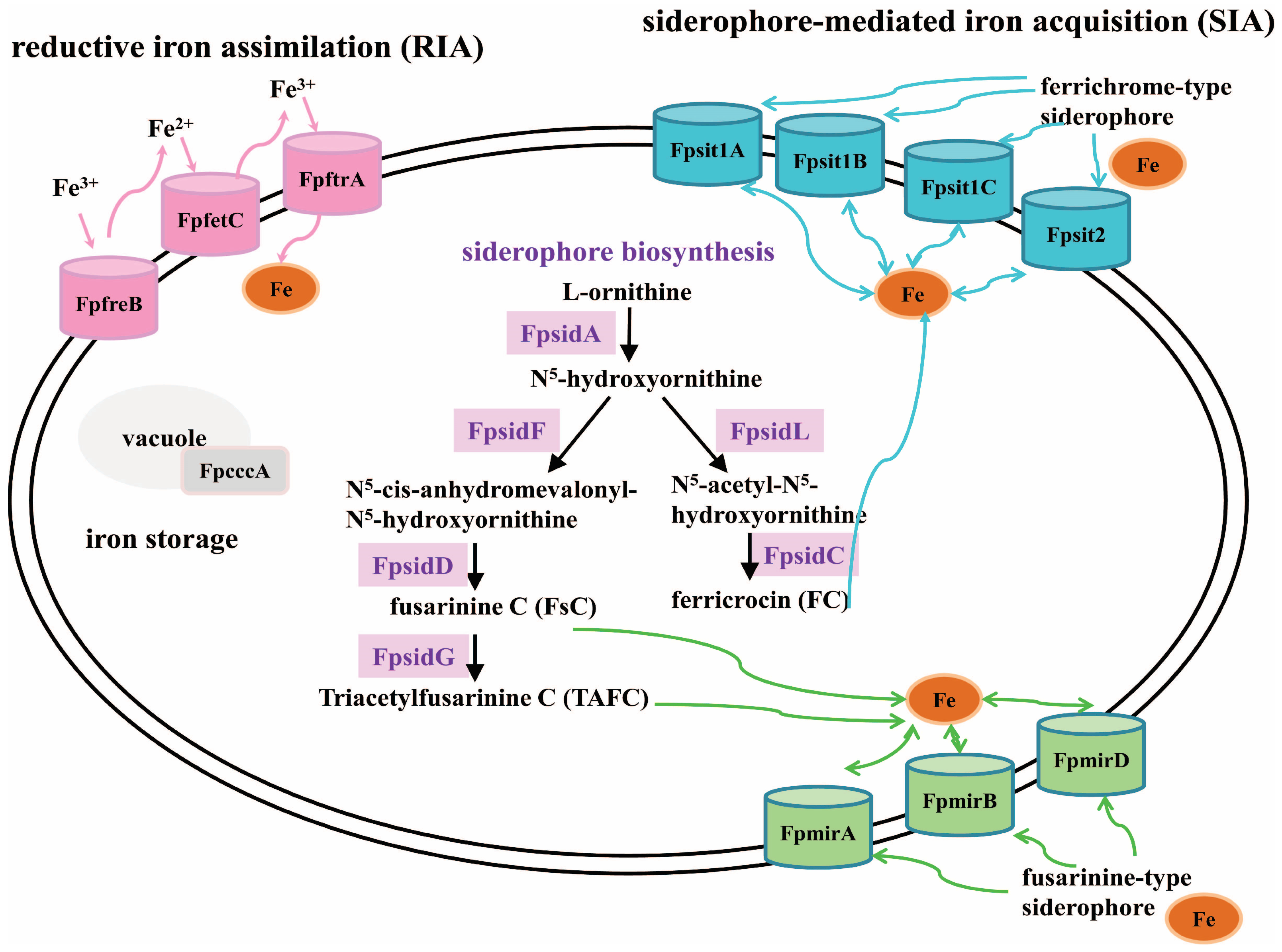 Ijms 26 02883 g008 Ijms 26 02883 g008