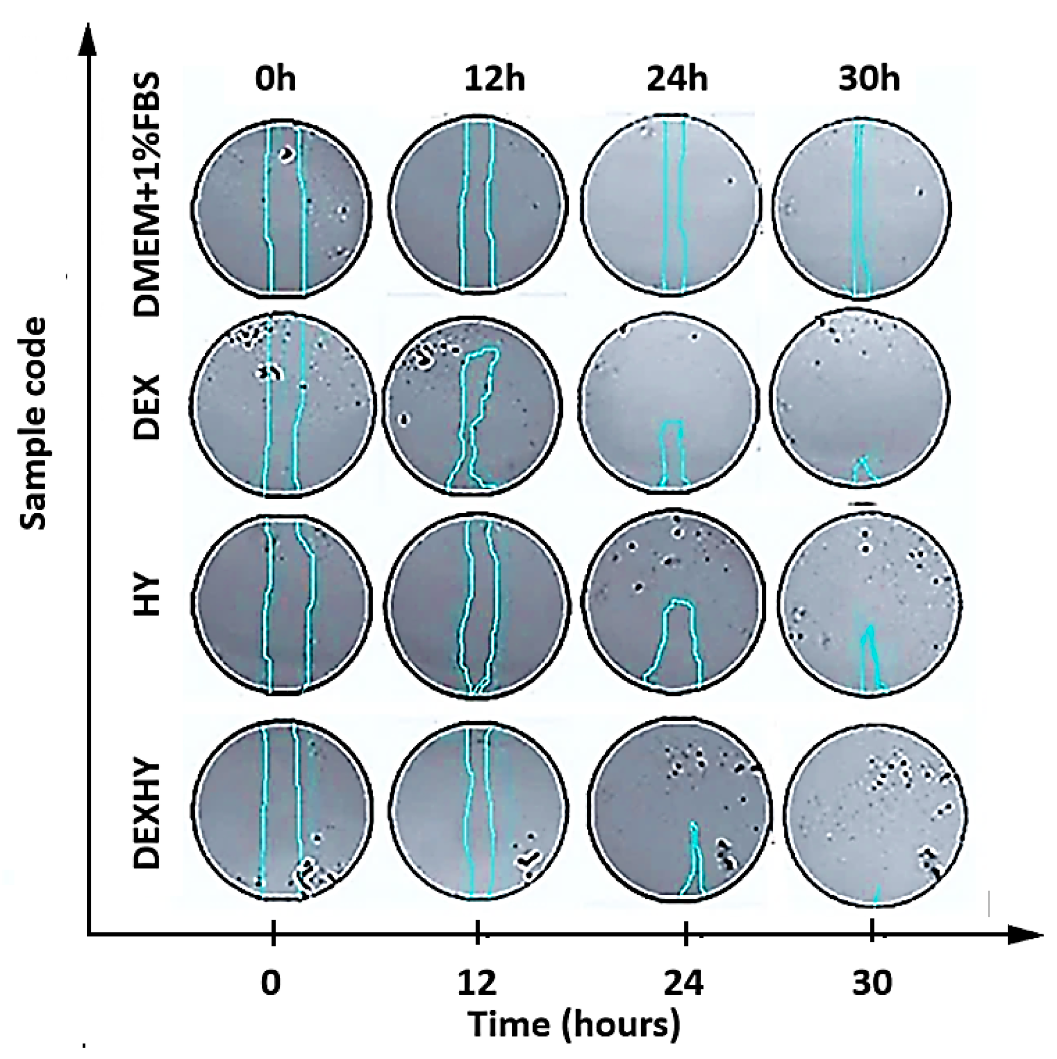 Ijms 26 03051 g012 Ijms 26 03051 g012