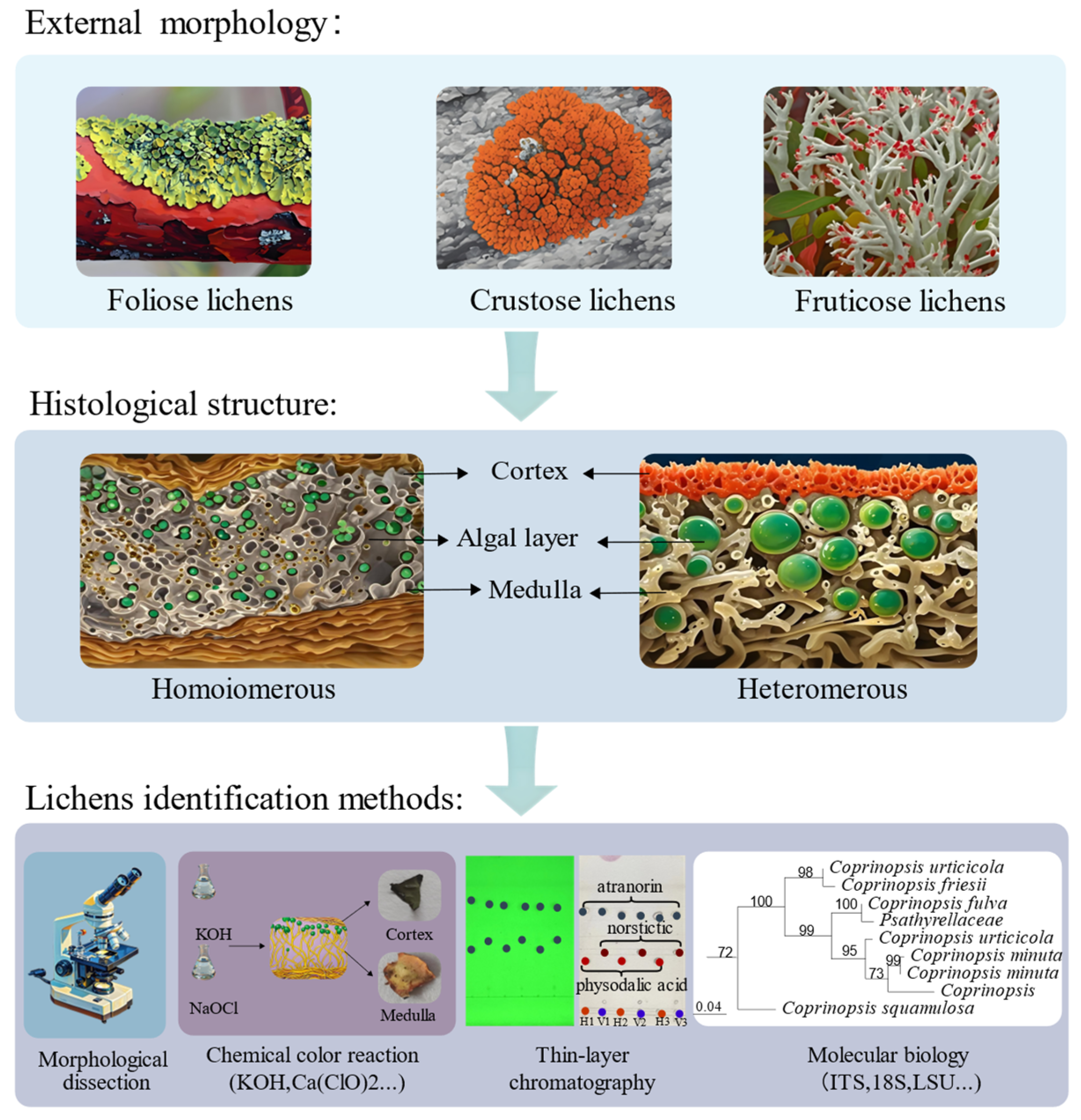 Ijms 26 03136 g001 Ijms 26 03136 g001