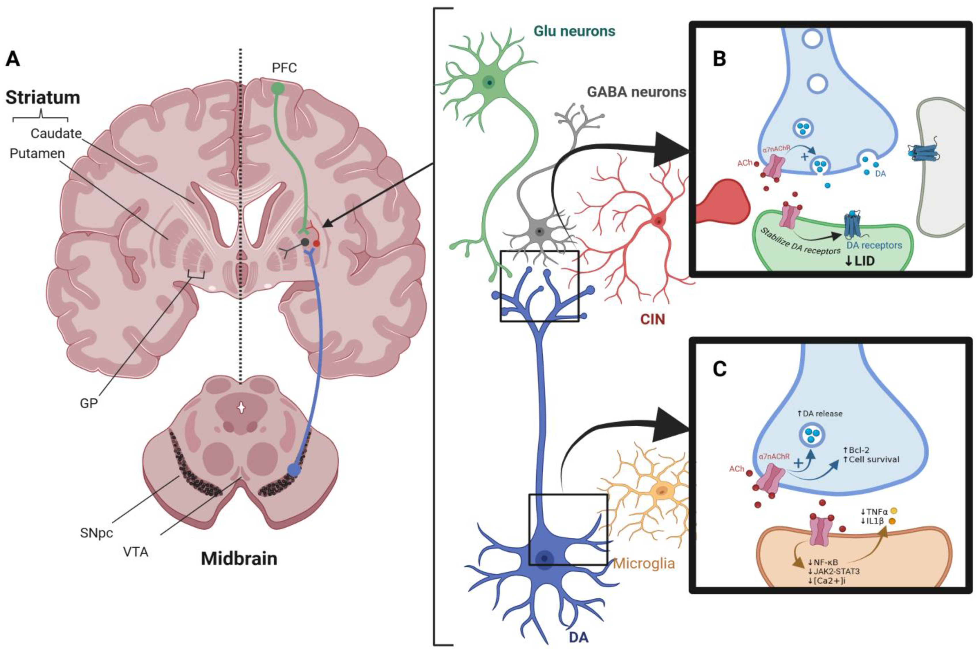 Ijms 26 03210 g002 Ijms 26 03210 g002