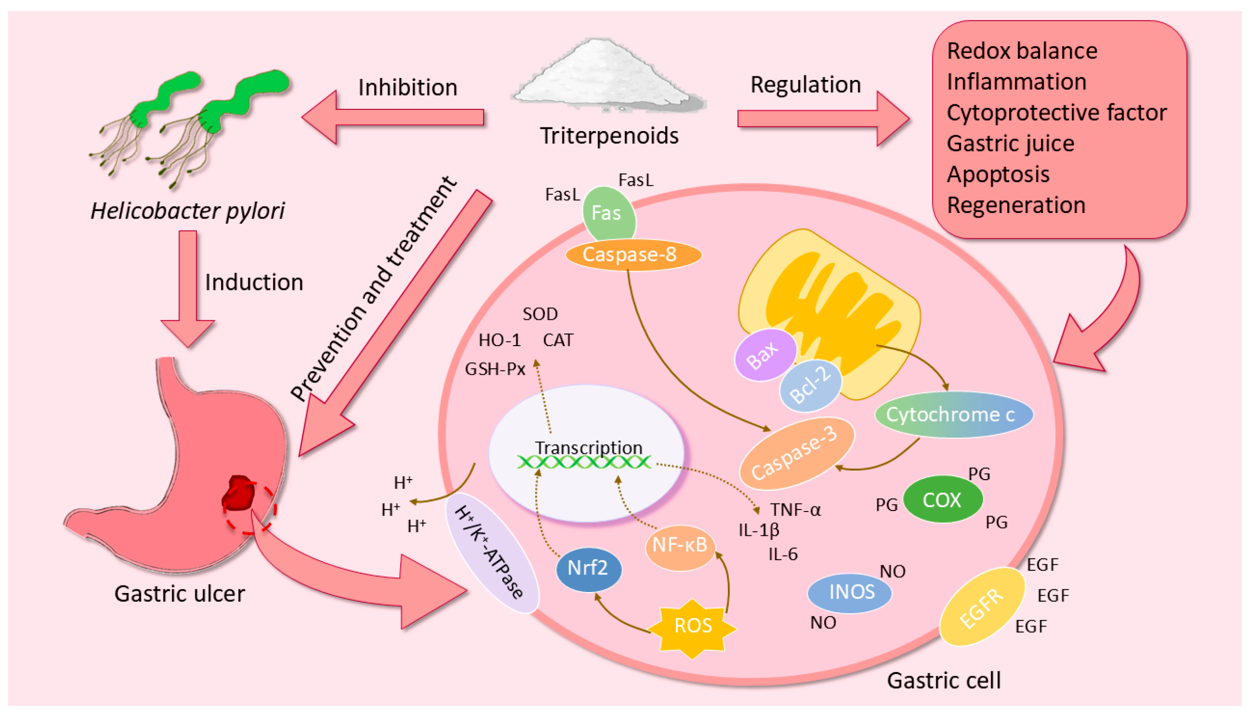 Ijms 26 03237 g012 Ijms 26 03237 g012