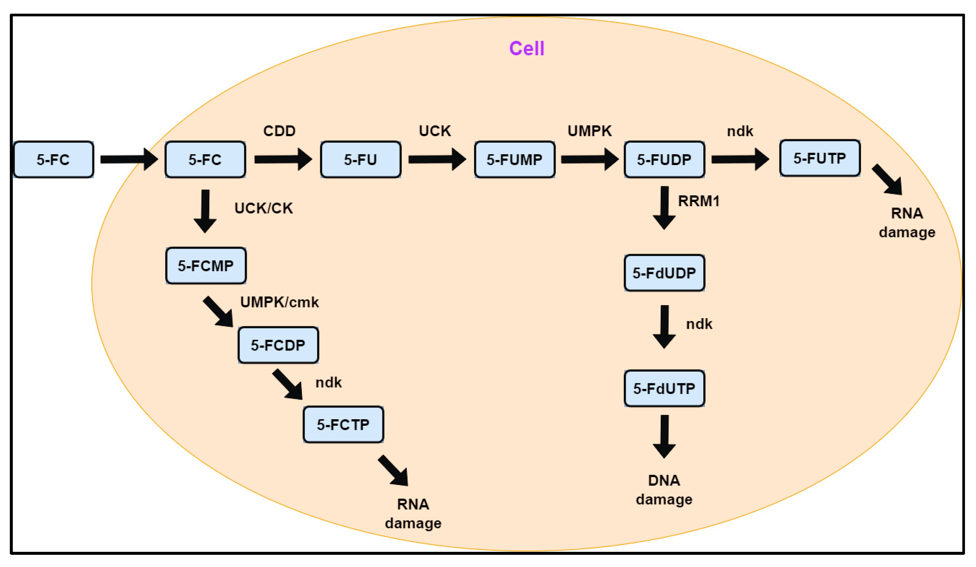 Ijms 26 03344 g001 Ijms 26 03344 g001