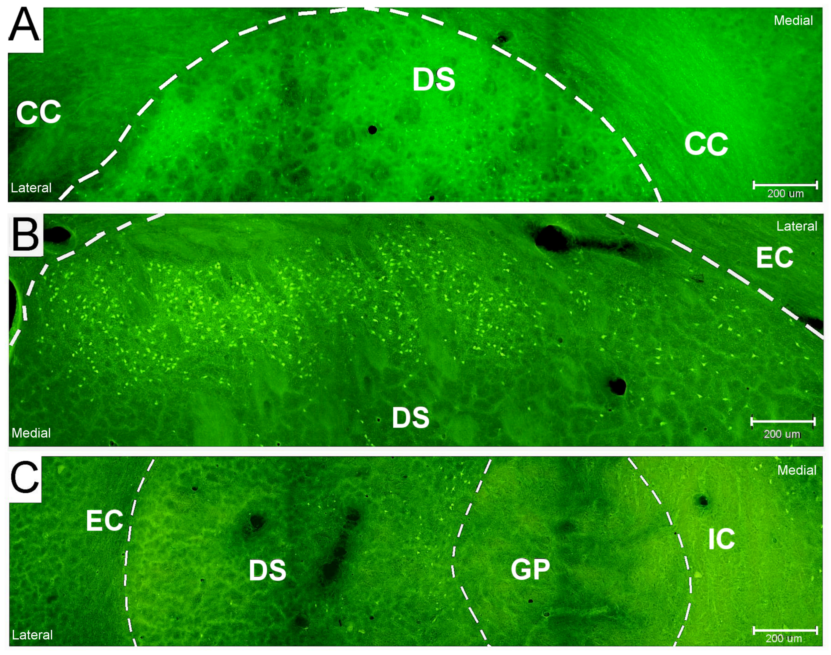 Ijms 26 03349 g002 Ijms 26 03349 g002