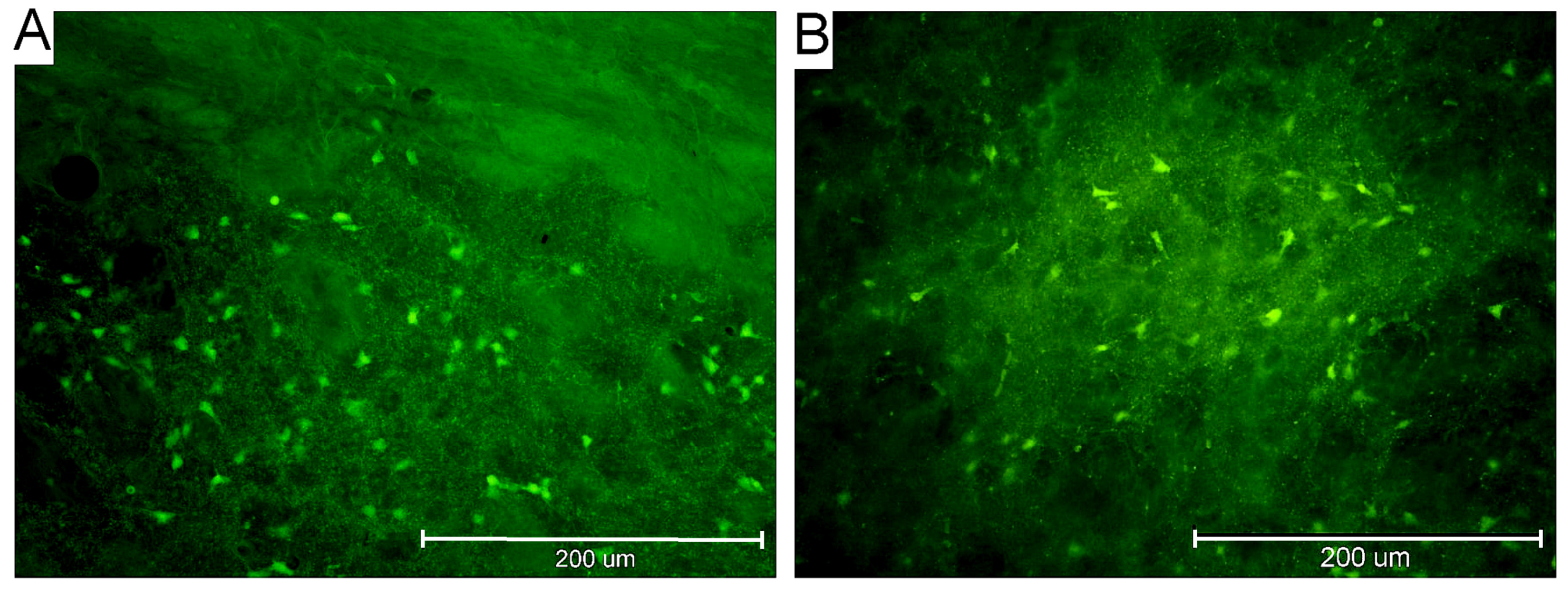 Ijms 26 03349 g003 Ijms 26 03349 g003