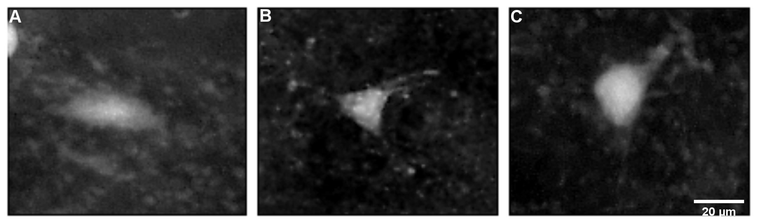 Ijms 26 03349 g006 Ijms 26 03349 g006