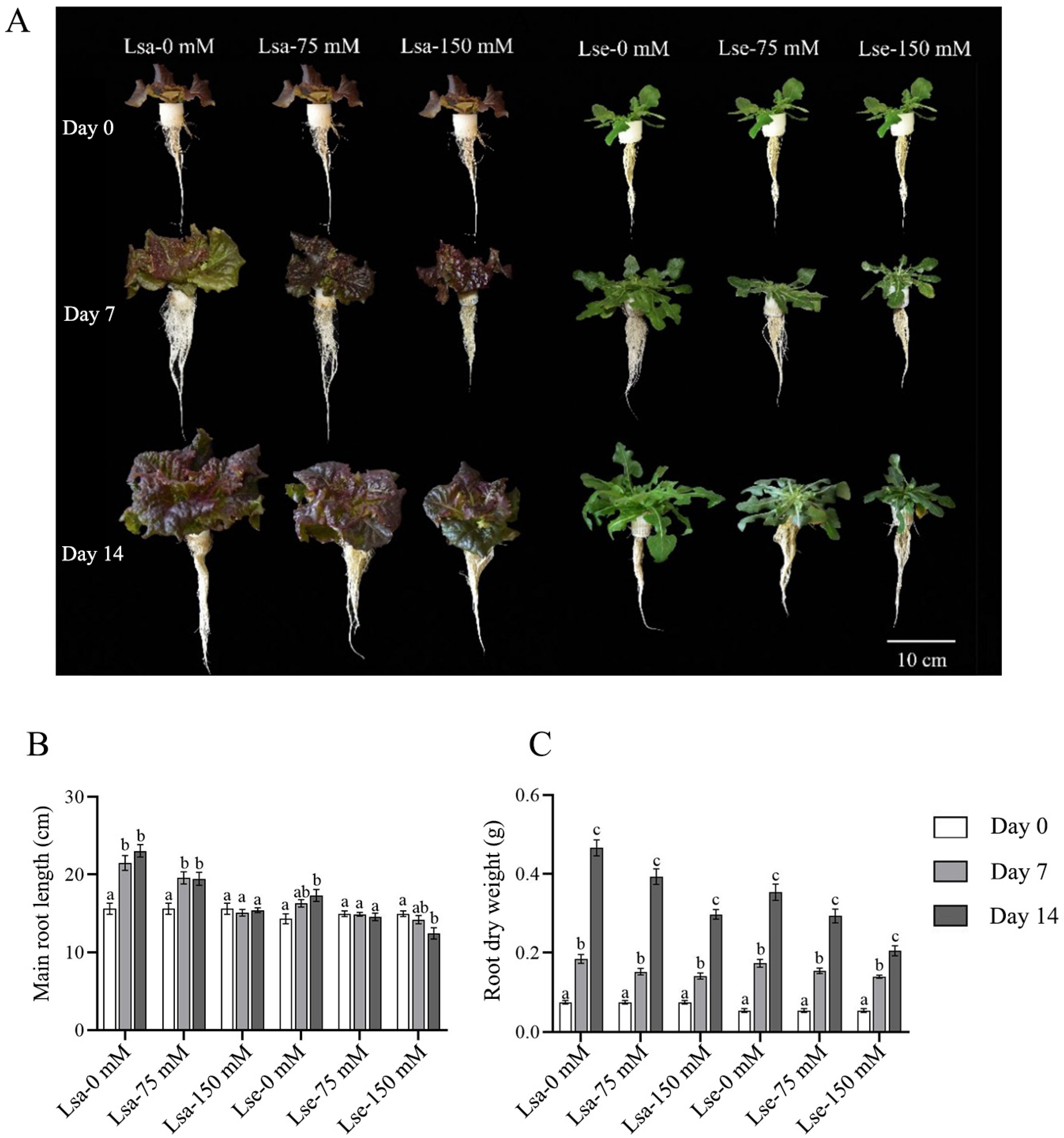 Ijms 26 03425 g002 Ijms 26 03425 g002