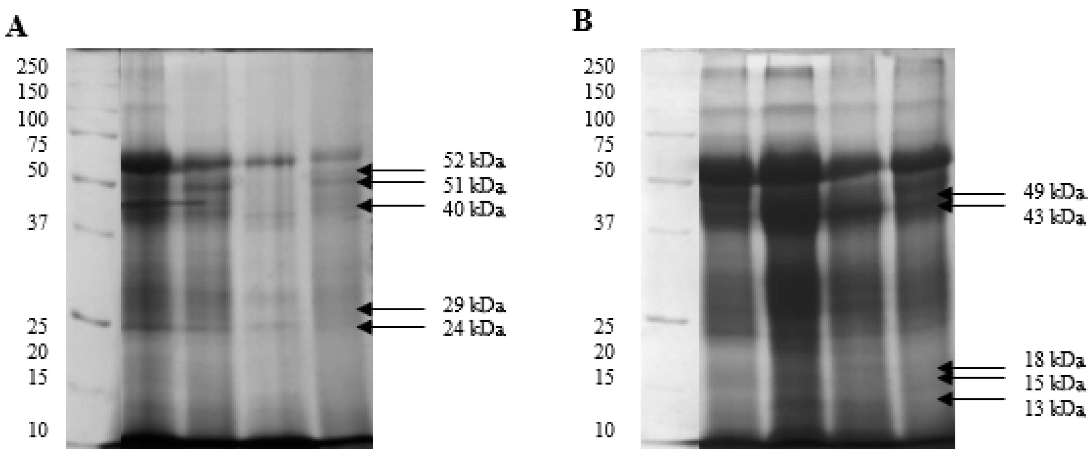 Ijms 26 03467 g001 Ijms 26 03467 g001