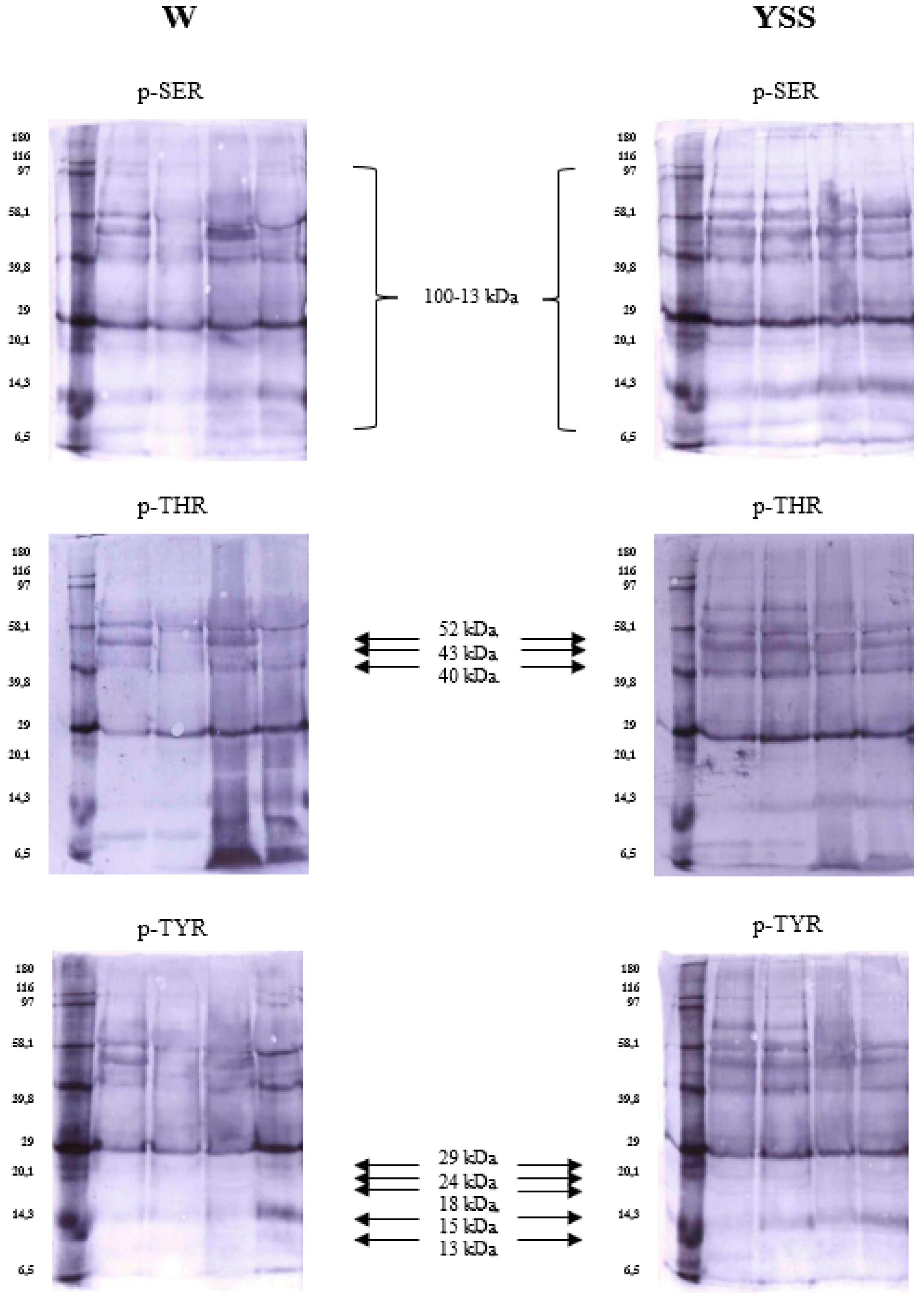 Ijms 26 03467 g002 Ijms 26 03467 g002