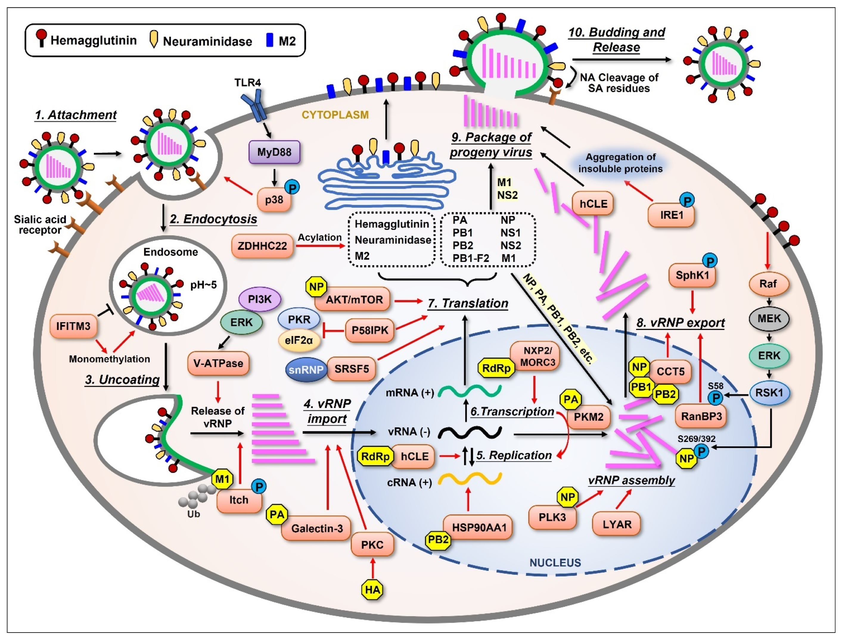 Ijms 26 03584 g001 Ijms 26 03584 g001