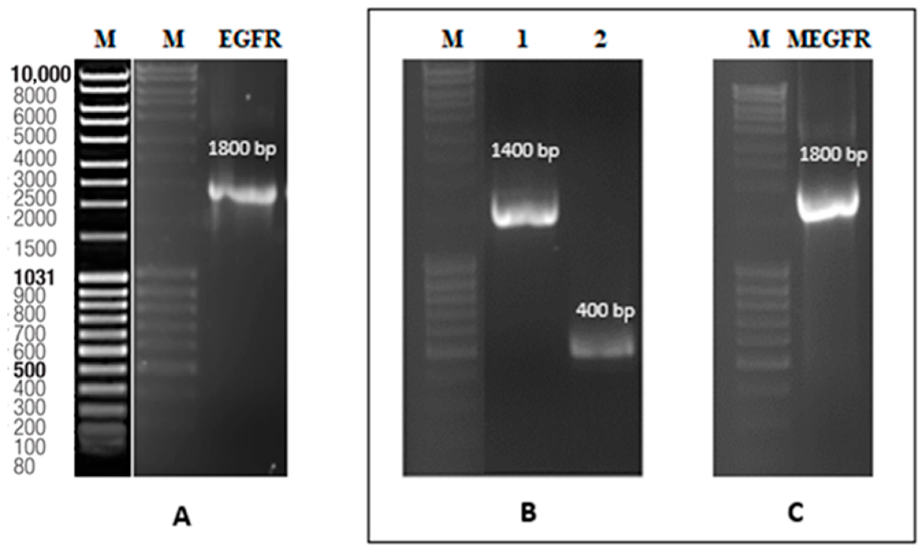 Ijms 26 03594 g004