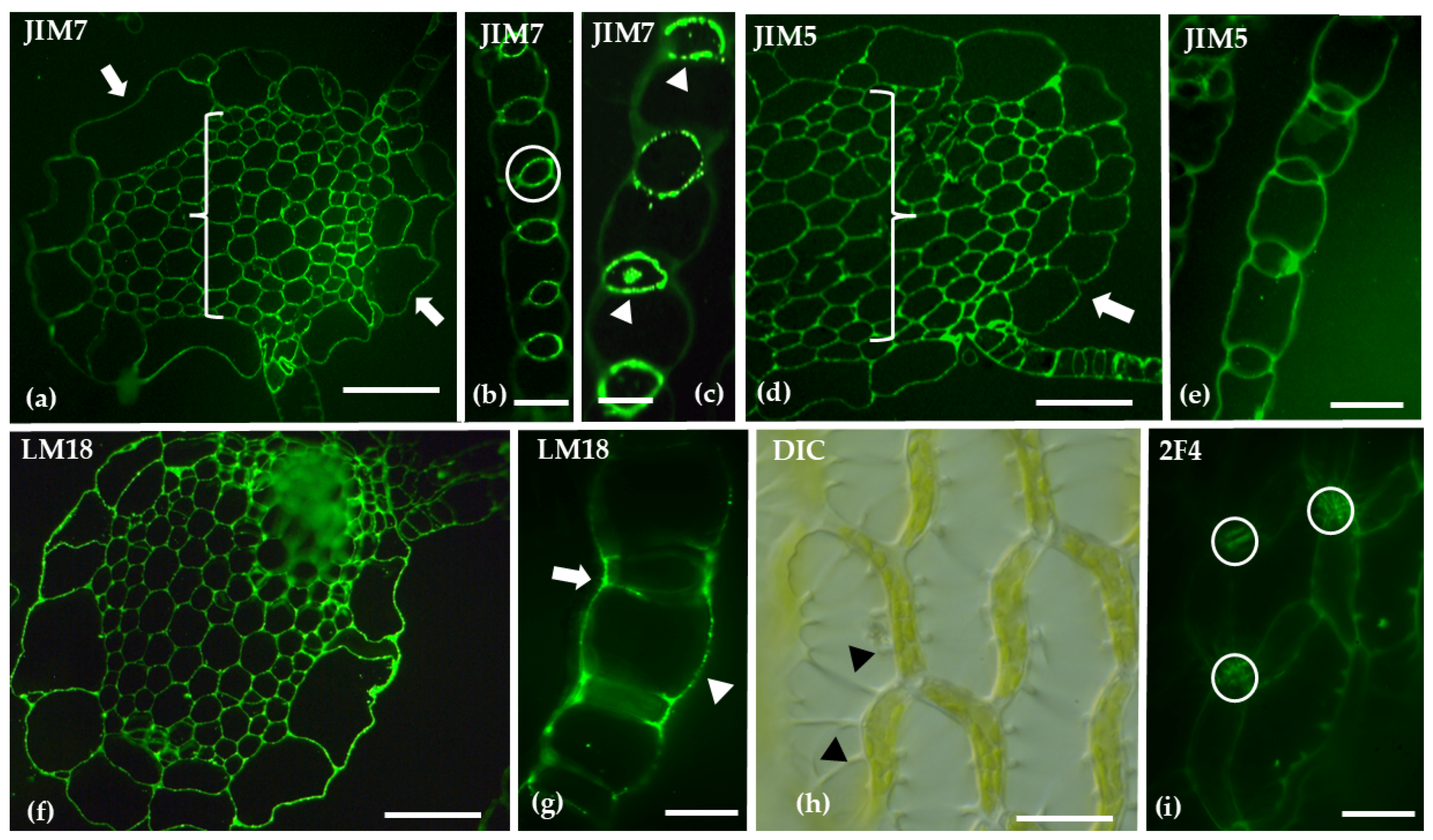 Ijms 26 03602 g003