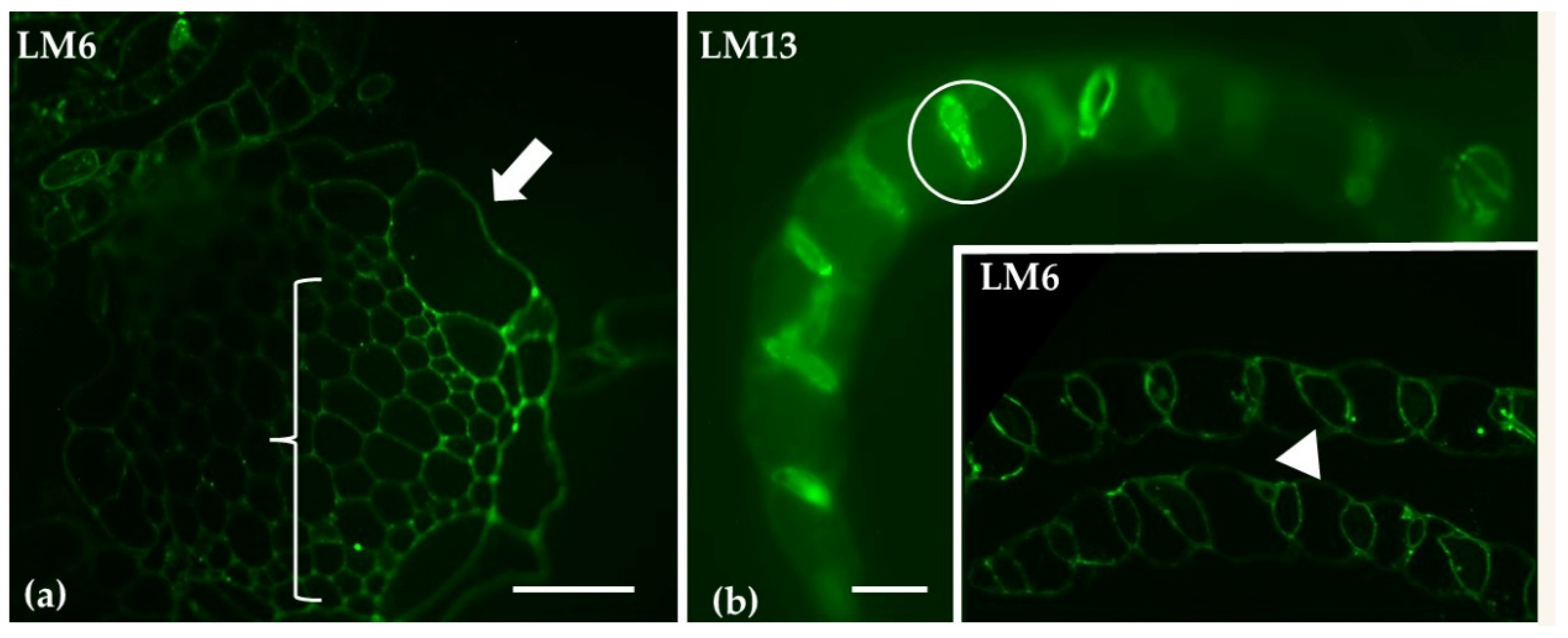 Ijms 26 03602 g004