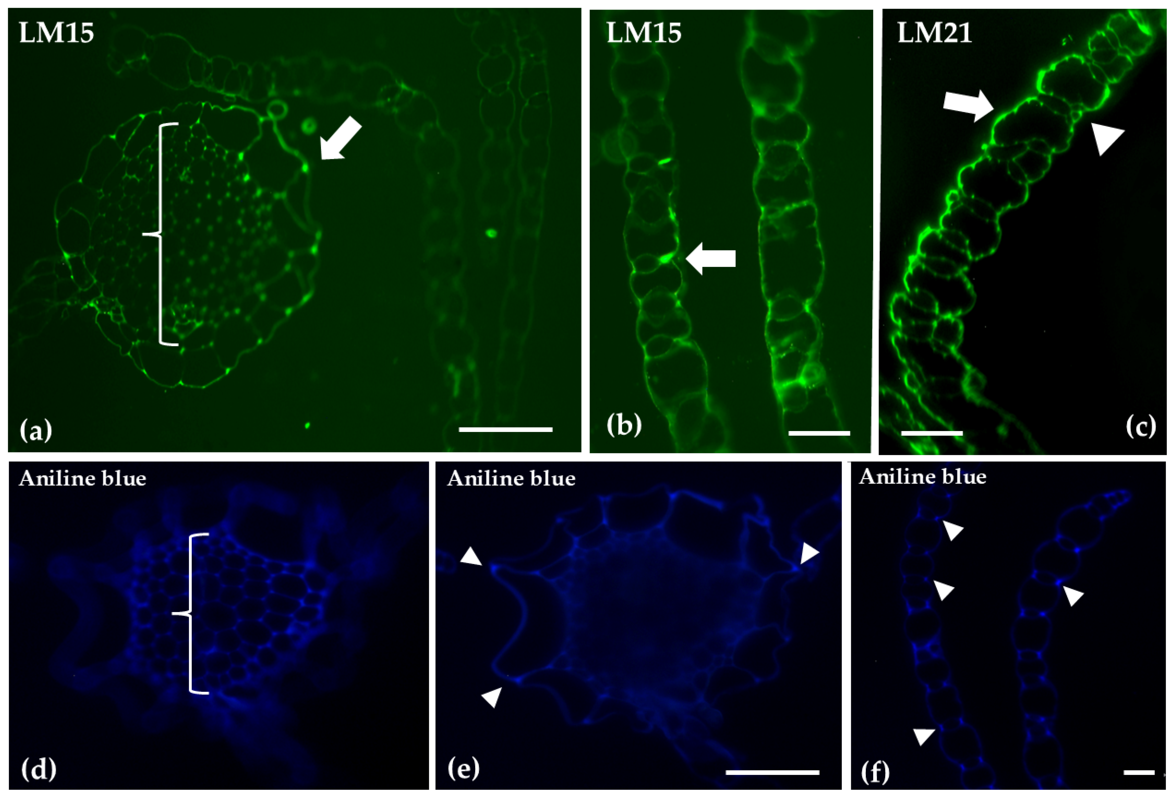 Ijms 26 03602 g005