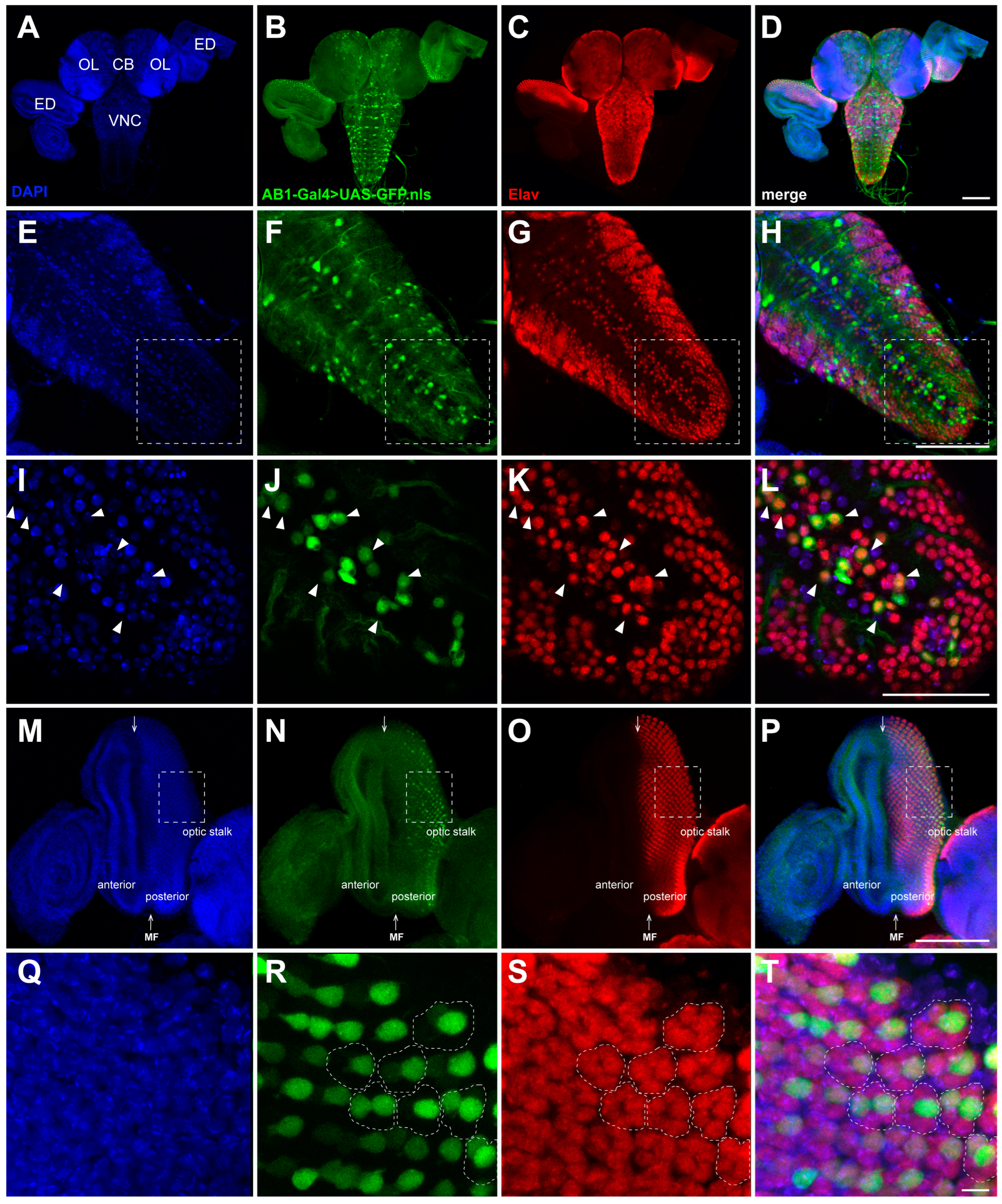 Ijms 26 03923 g003 Ijms 26 03923 g003