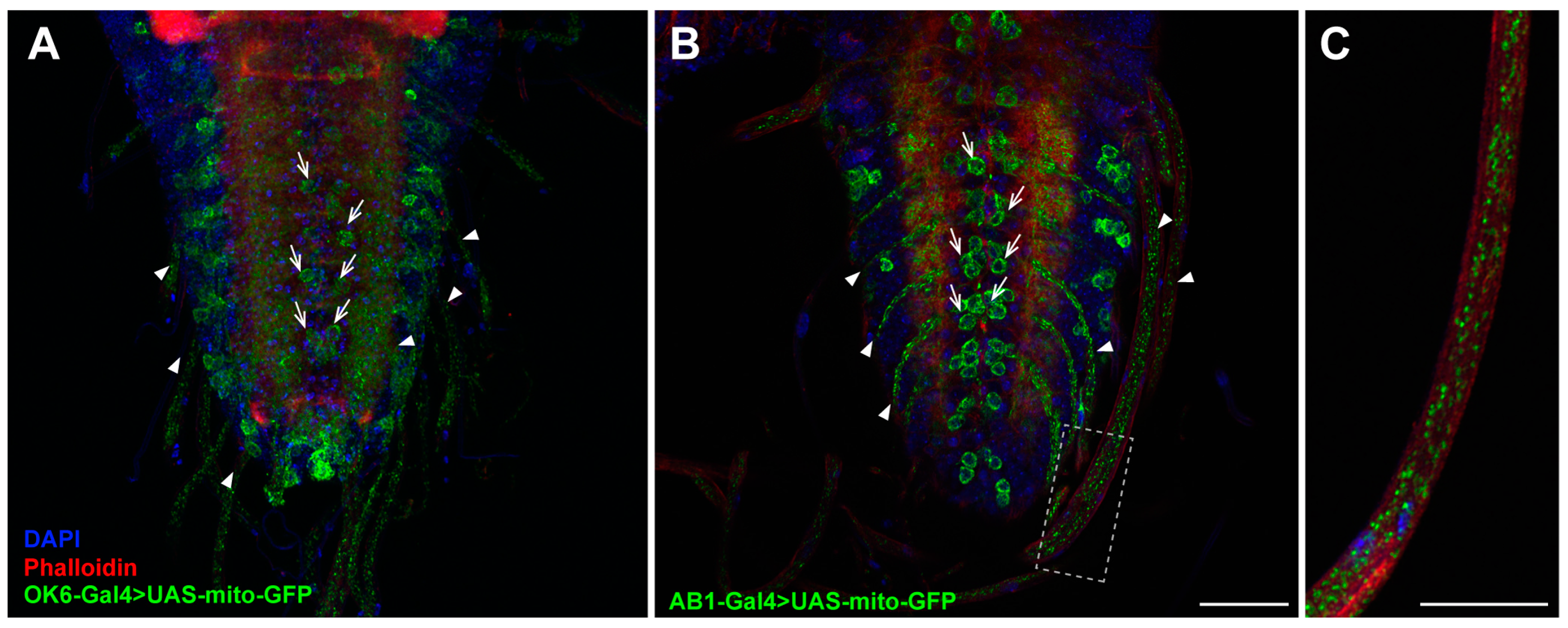 Ijms 26 03923 g004 Ijms 26 03923 g004