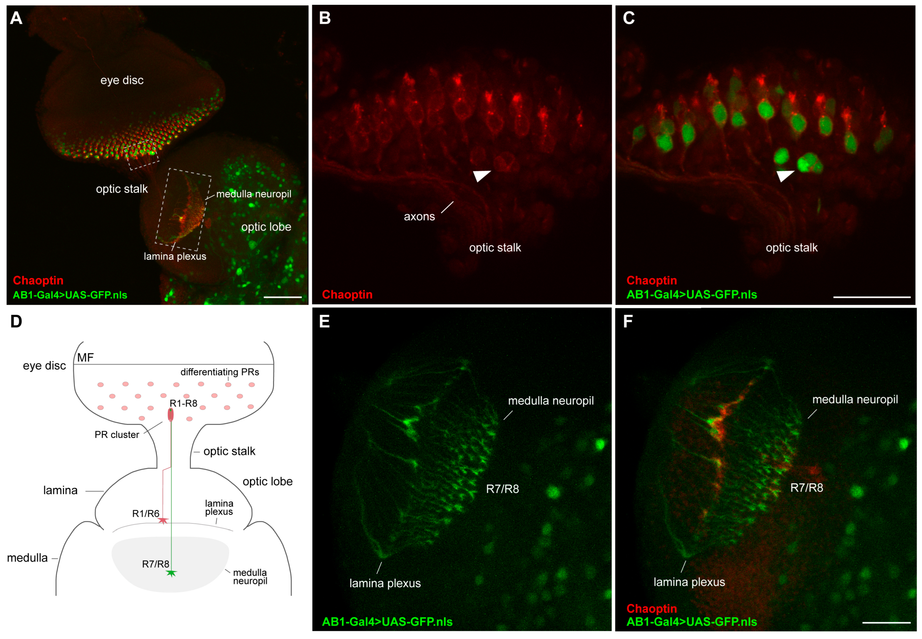 Ijms 26 03923 g005 Ijms 26 03923 g005