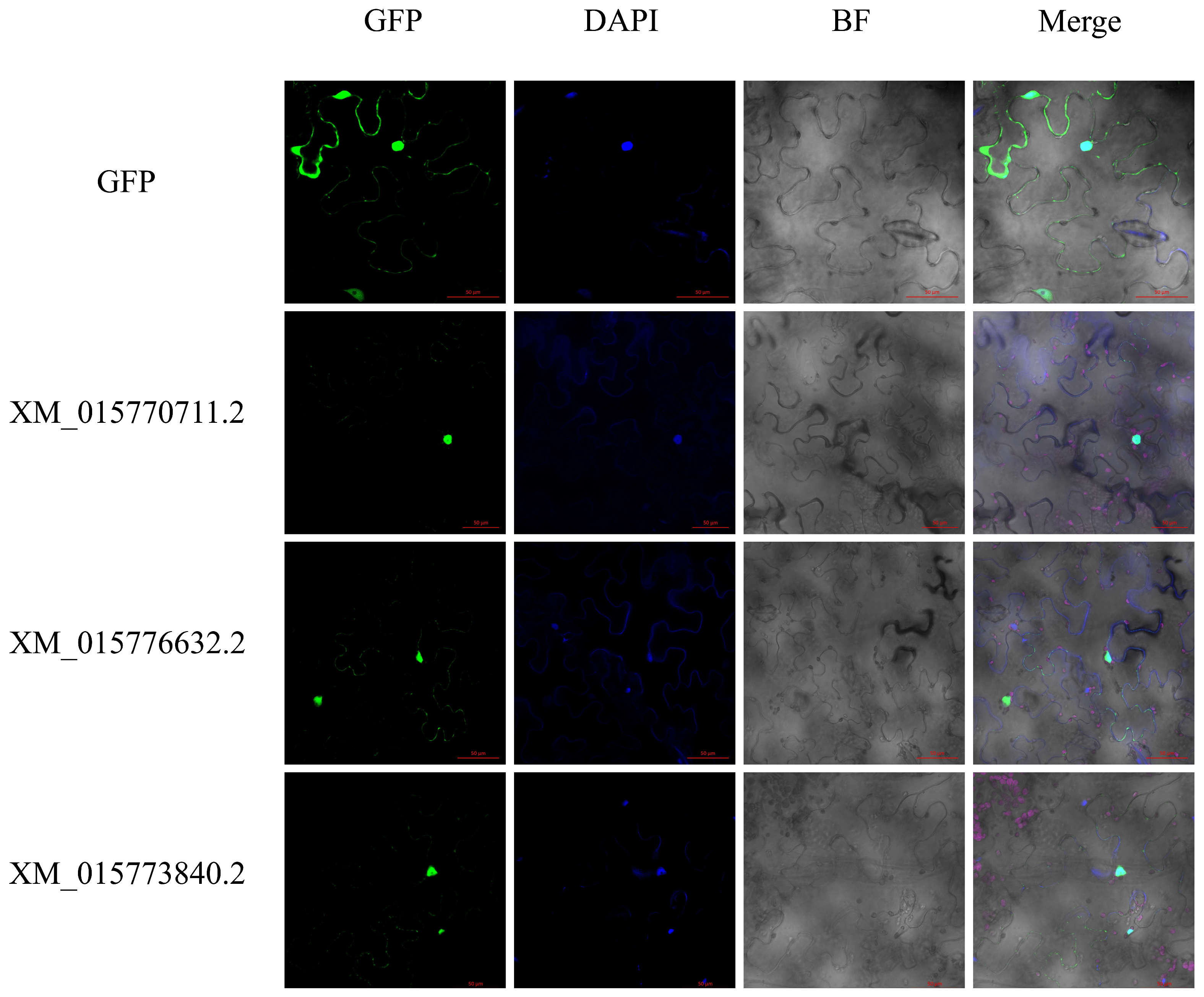 Ijms 26 03948 g002 Ijms 26 03948 g002