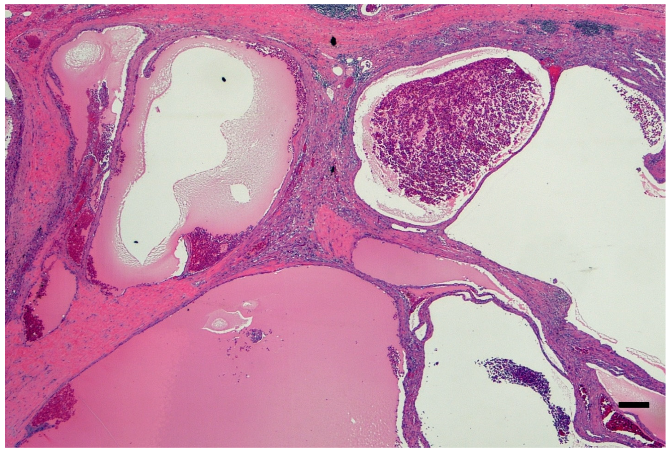 Ijms 26 03965 g003 Ijms 26 03965 g003