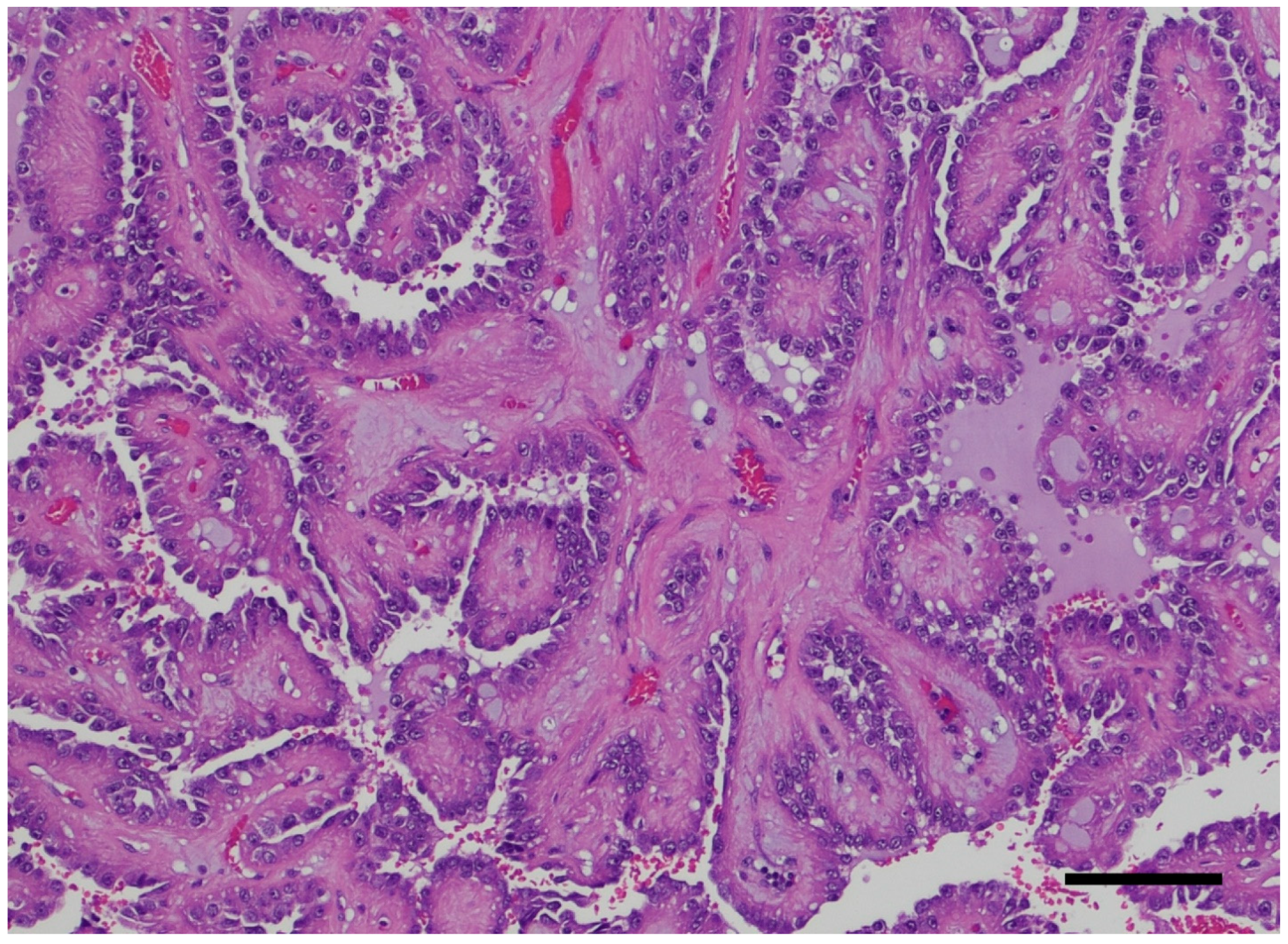 Ijms 26 03965 g004 Ijms 26 03965 g004