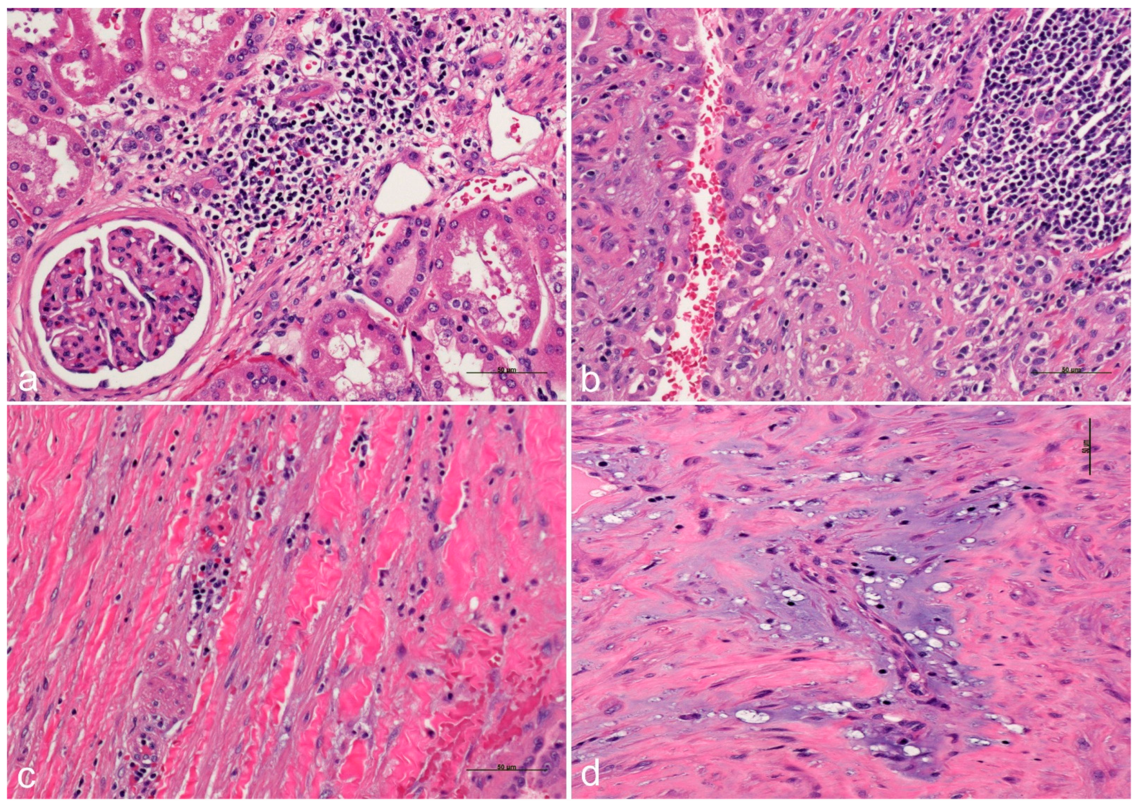 Ijms 26 03965 g006 Ijms 26 03965 g006