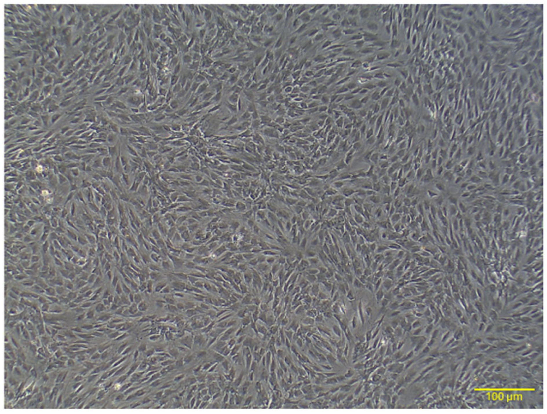 Ijms 26 03984 g001 Ijms 26 03984 g001