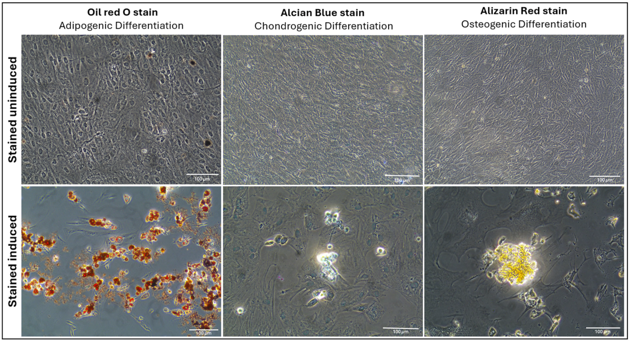 Ijms 26 03984 g003 Ijms 26 03984 g003