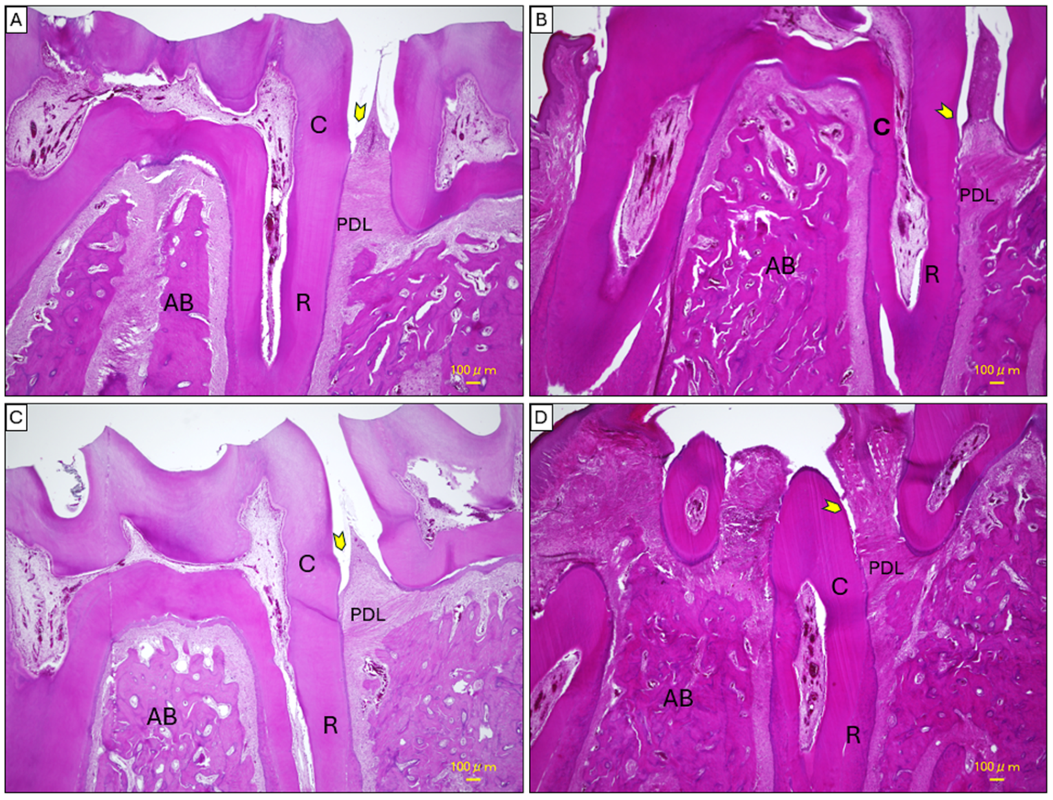 Ijms 26 03984 g006 Ijms 26 03984 g006