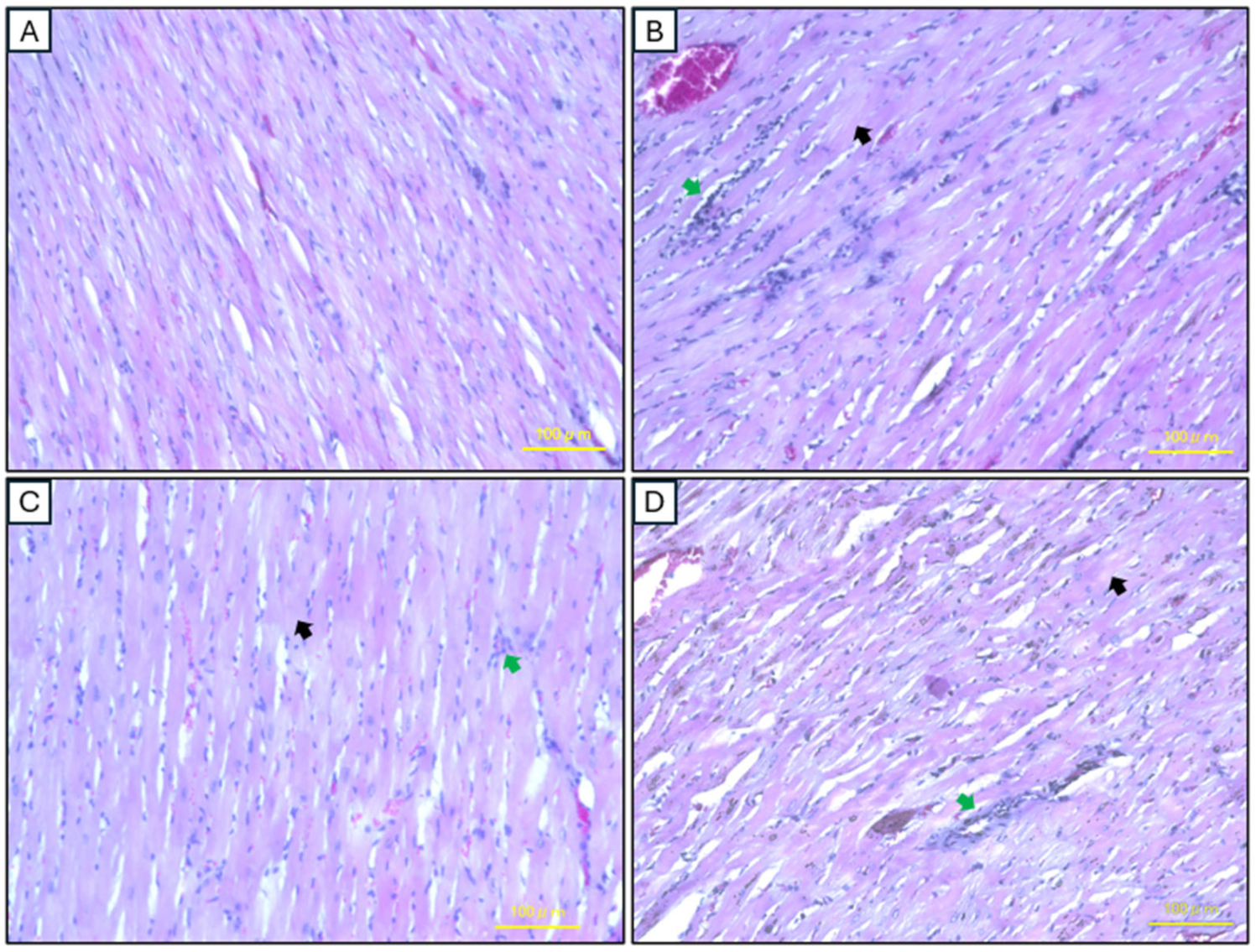Ijms 26 03984 g008 Ijms 26 03984 g008