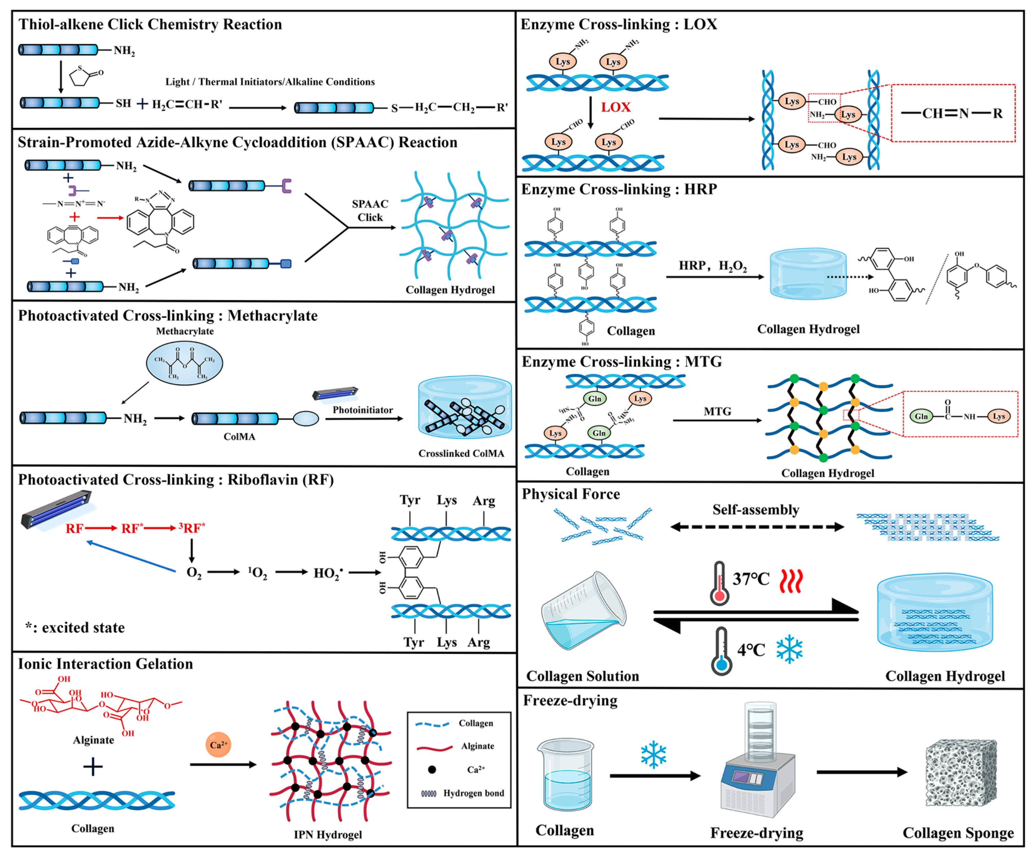 Ijms 26 04009 g002 Ijms 26 04009 g002
