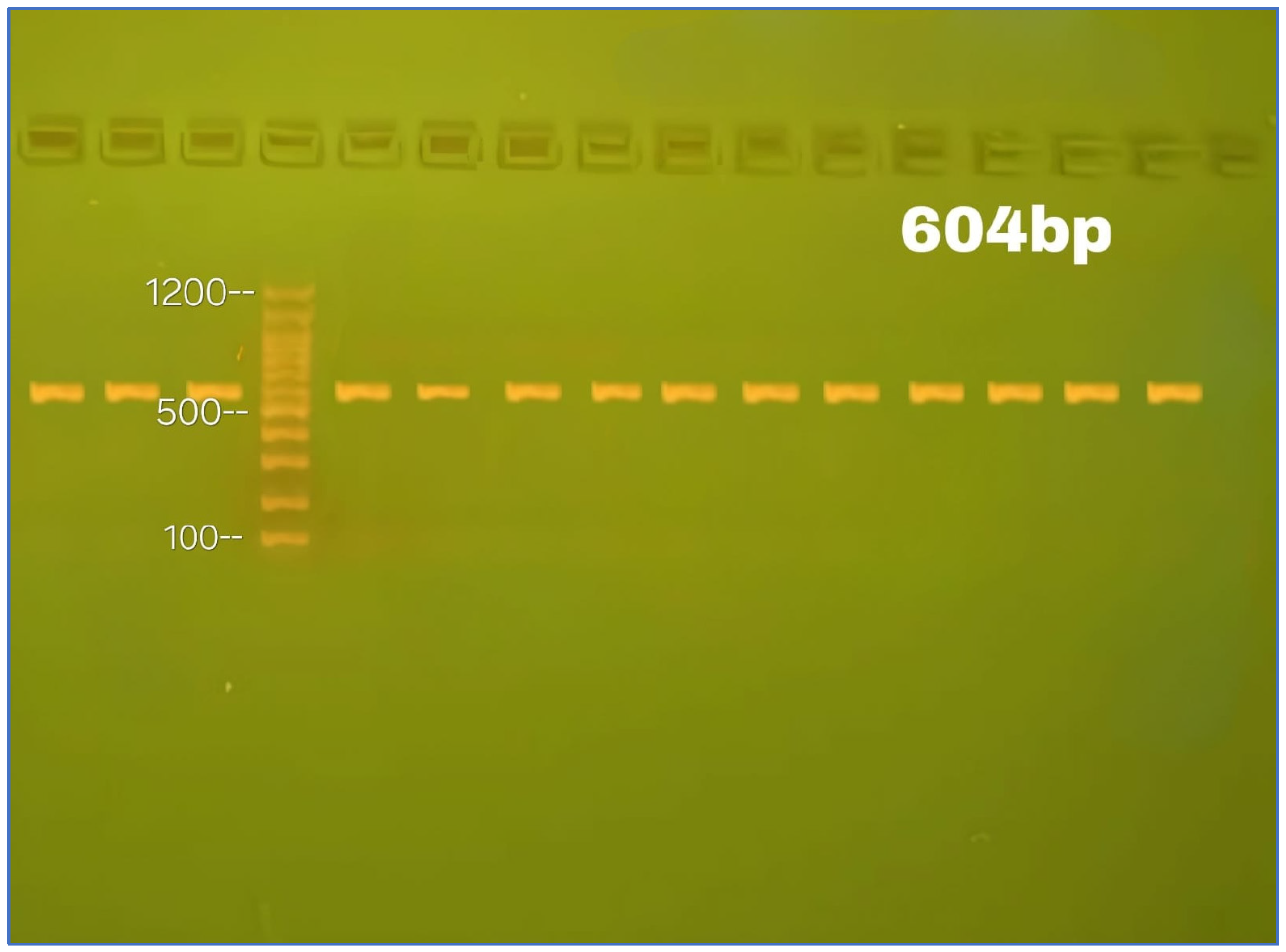 Ijms 26 04015 g007 Ijms 26 04015 g007