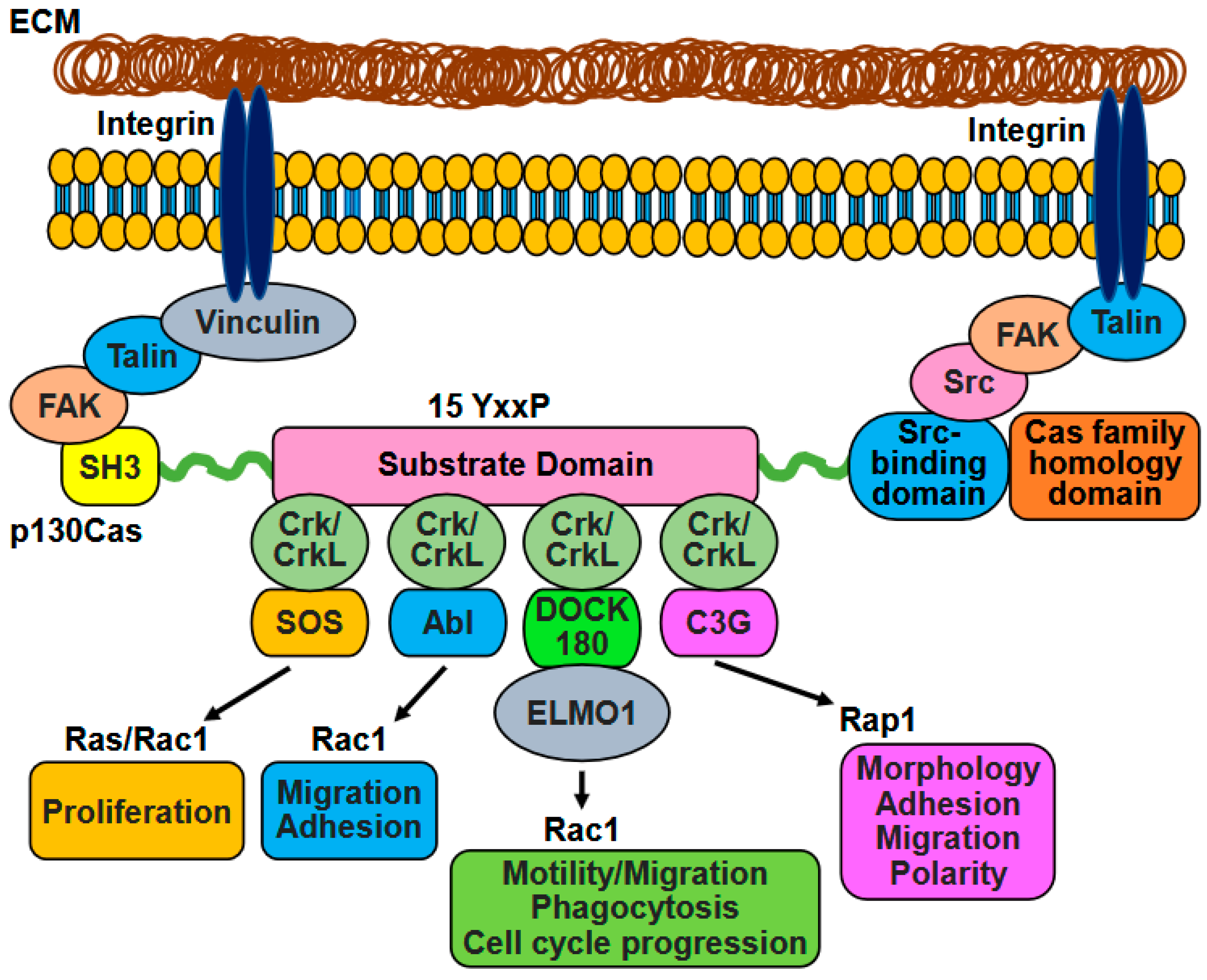 Ijms 26 04017 g002 Ijms 26 04017 g002