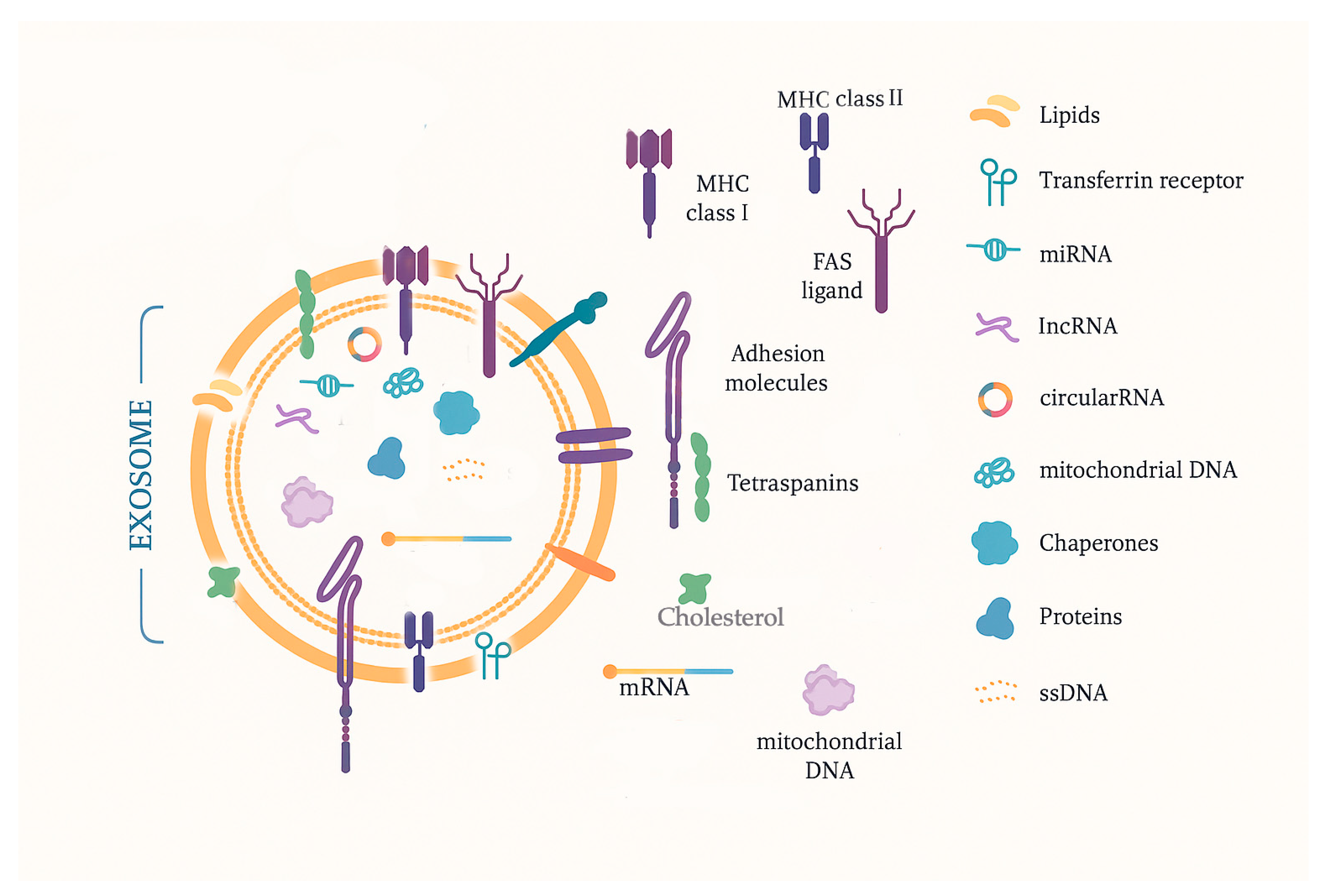 Ijms 26 04058 g002 Ijms 26 04058 g002