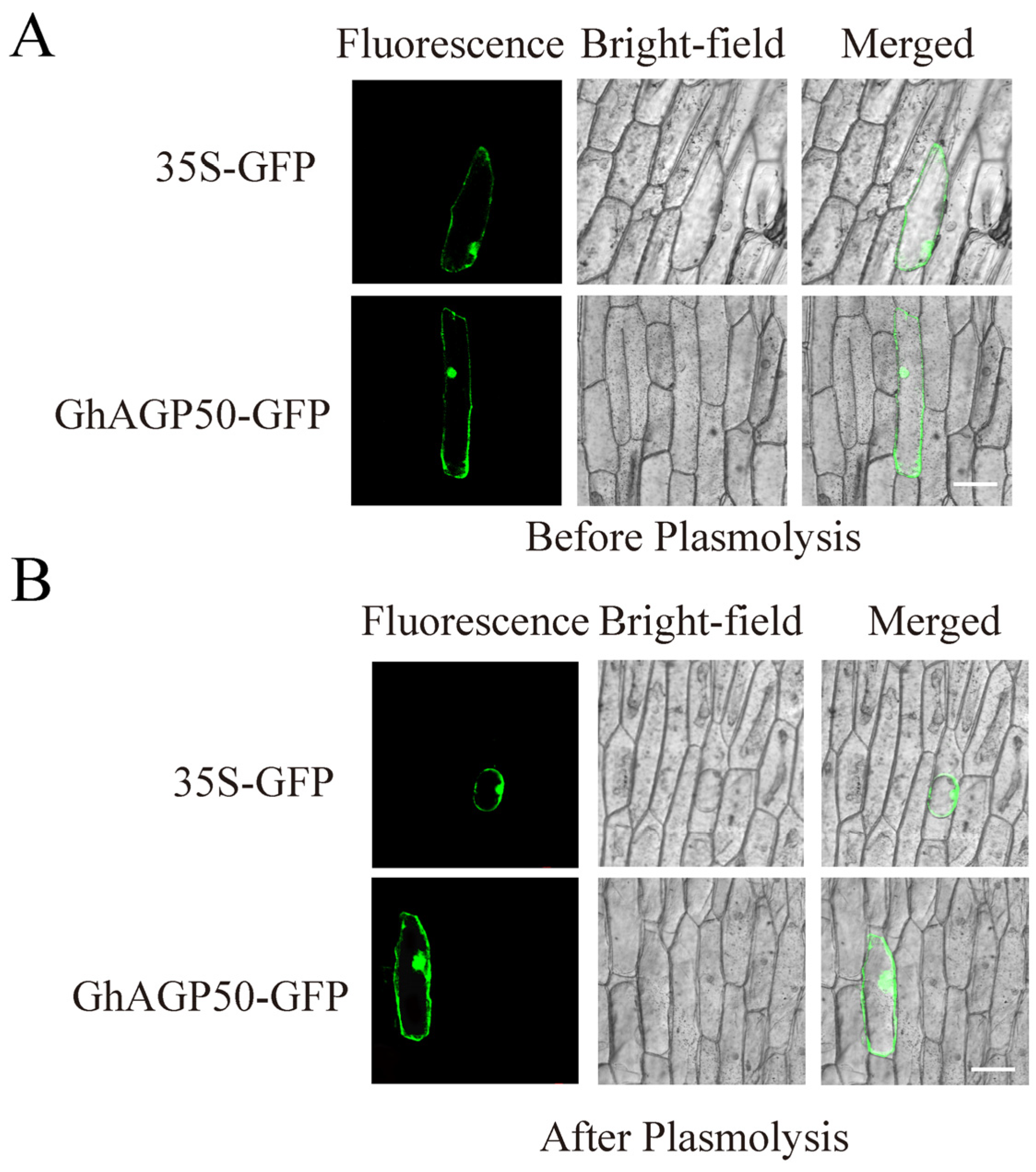 Ijms 26 04159 g006 Ijms 26 04159 g006