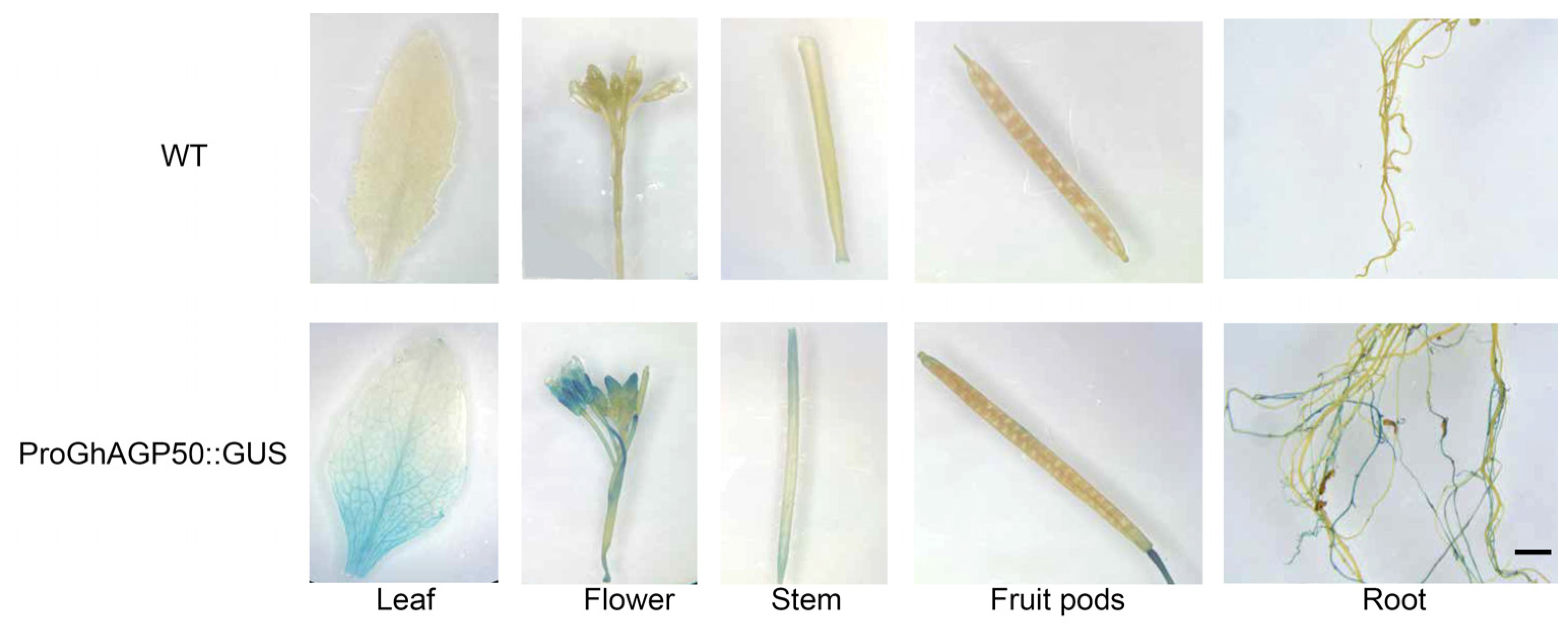 Ijms 26 04159 g007 Ijms 26 04159 g007