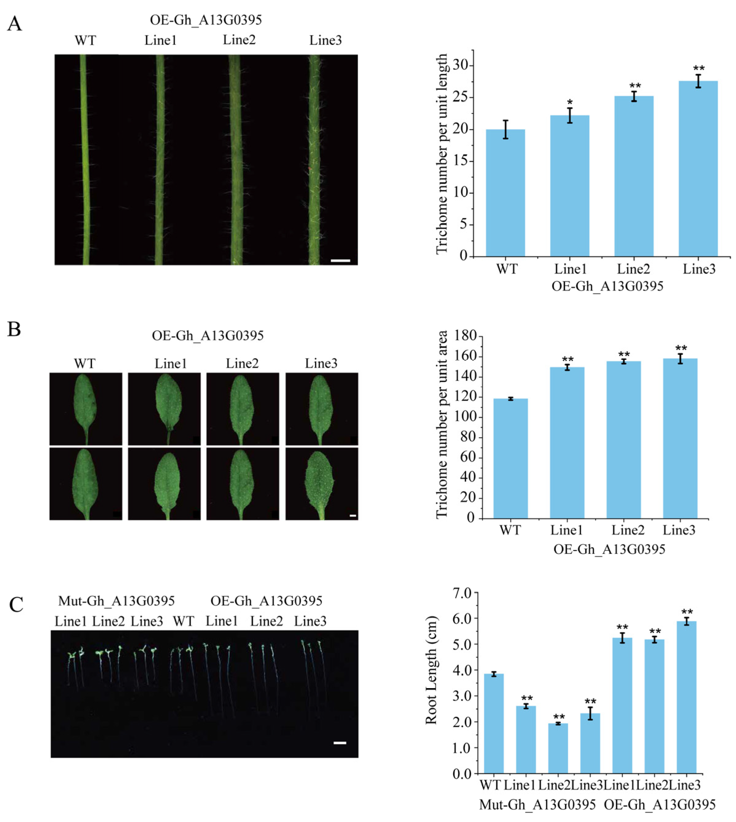 Ijms 26 04159 g008 Ijms 26 04159 g008