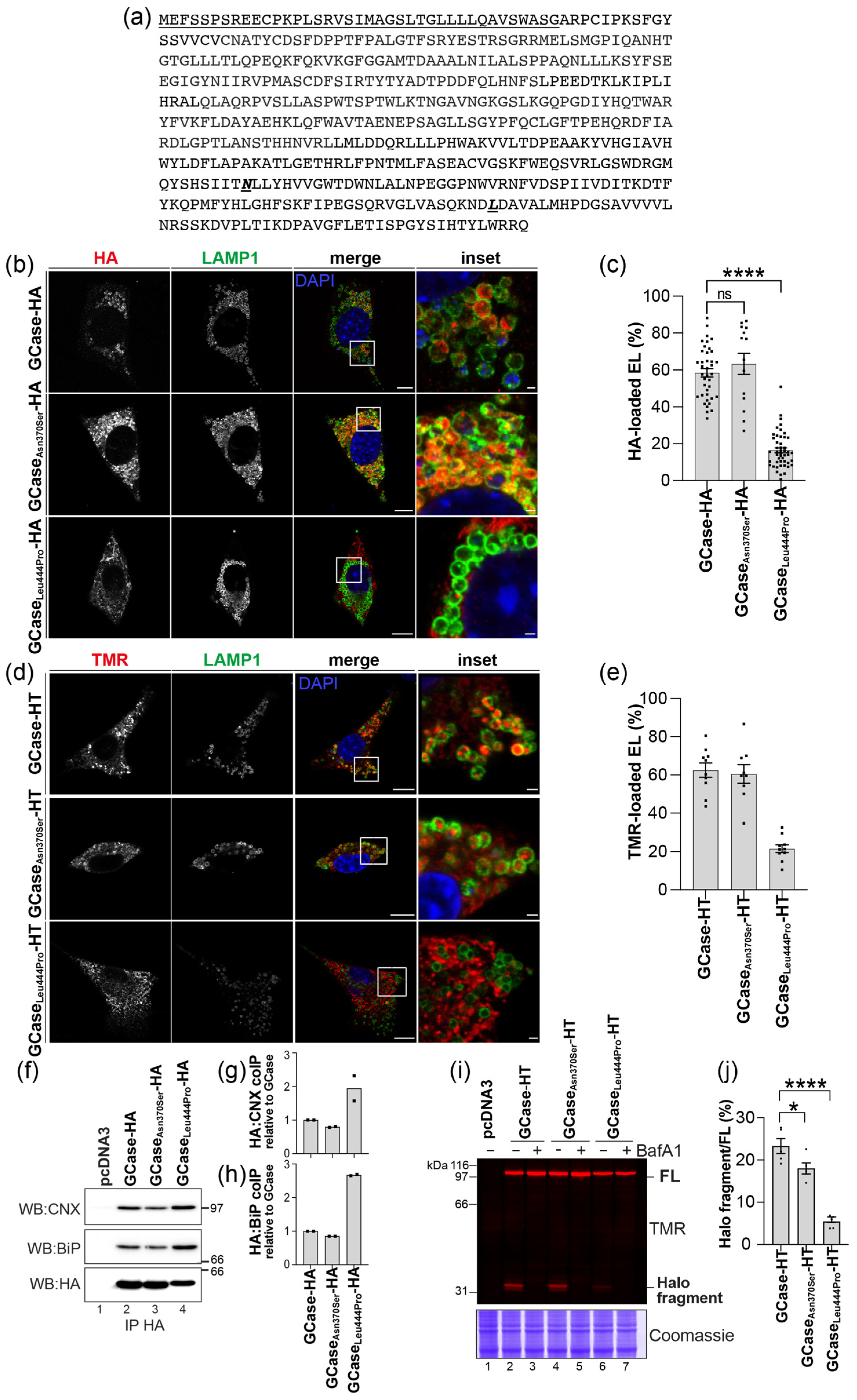 Ijms 26 04392 g007 Ijms 26 04392 g007