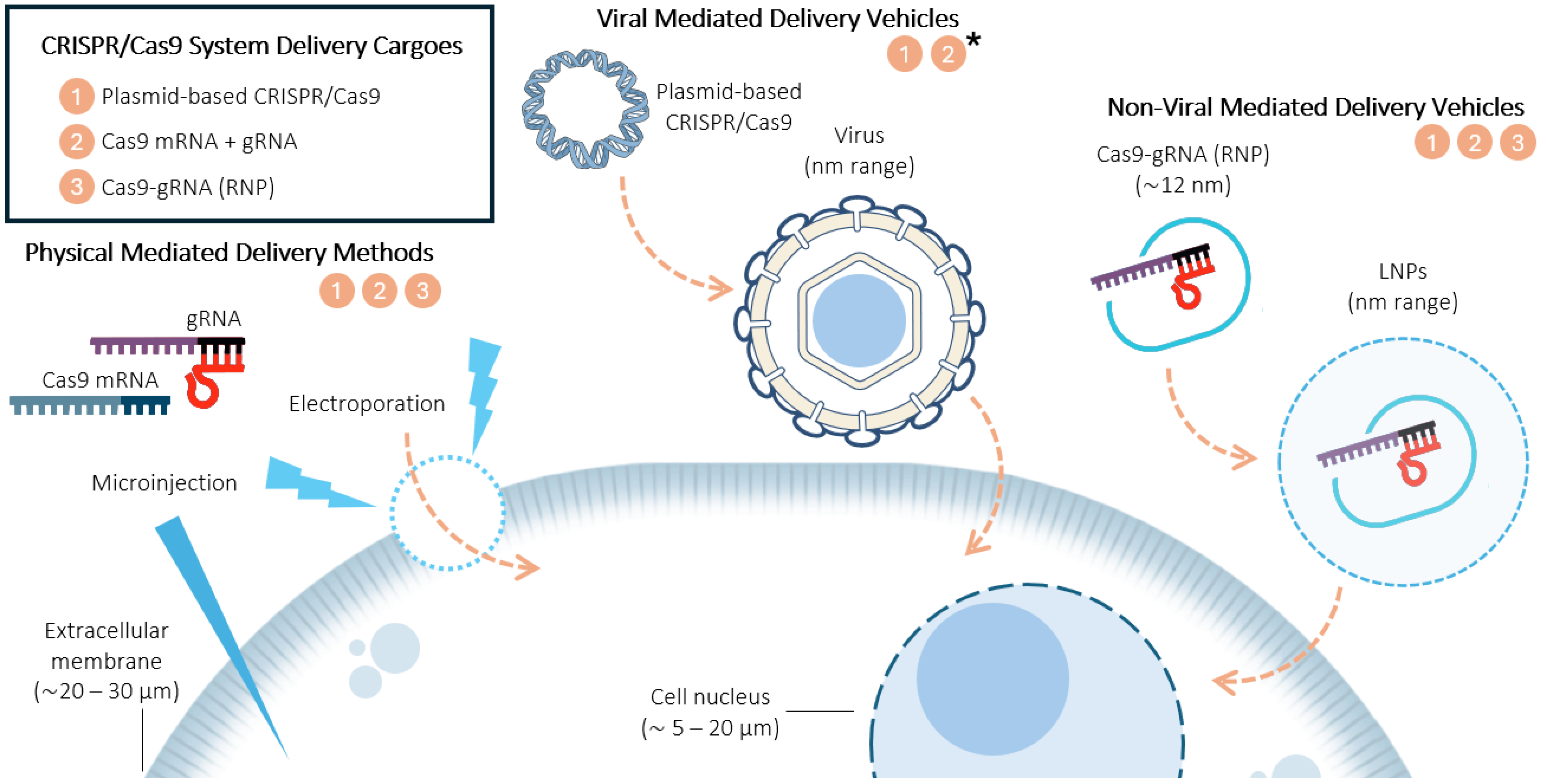 Ijms 26 04420 g001 Ijms 26 04420 g001