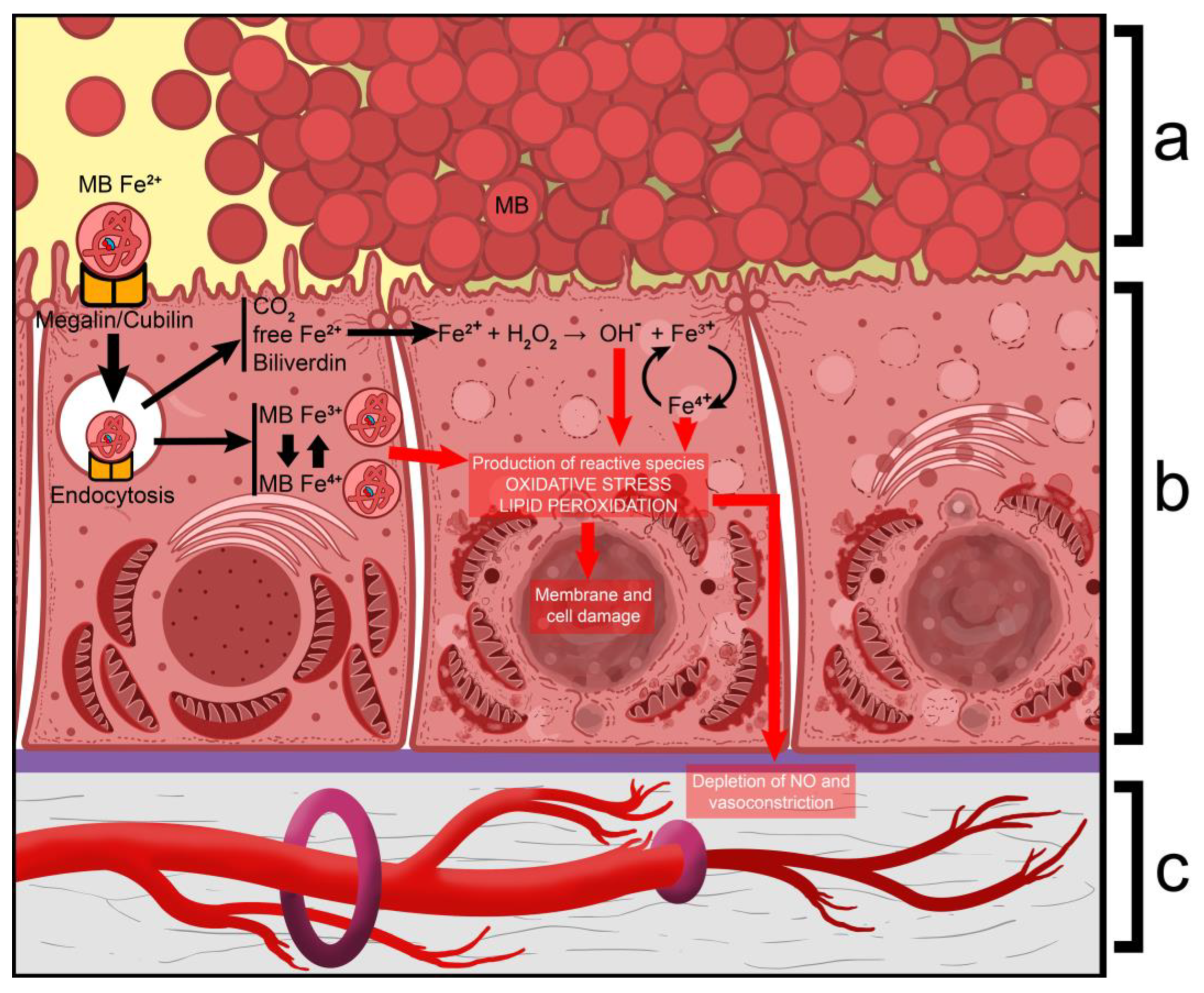 Ijms 26 04681 g003 Ijms 26 04681 g003