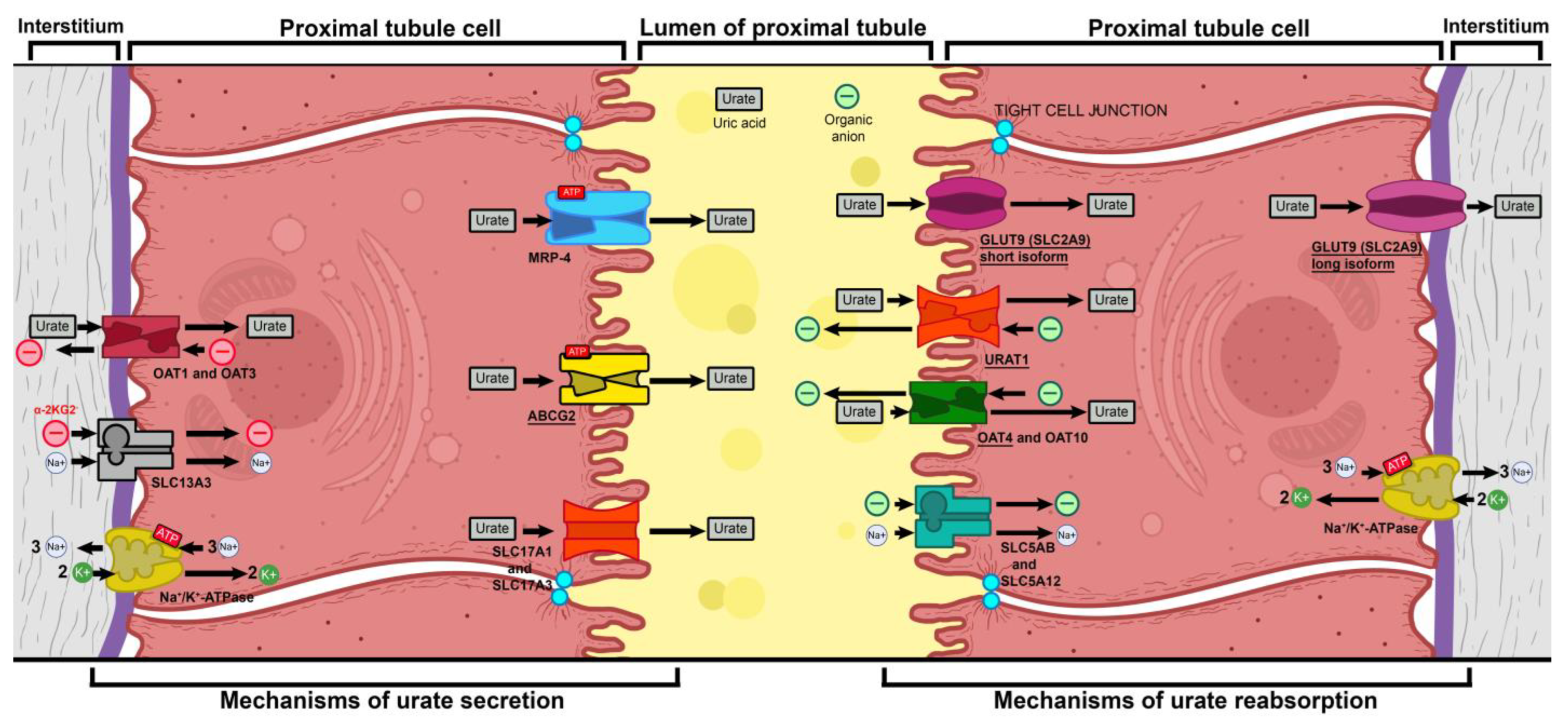 Ijms 26 04681 g004 Ijms 26 04681 g004
