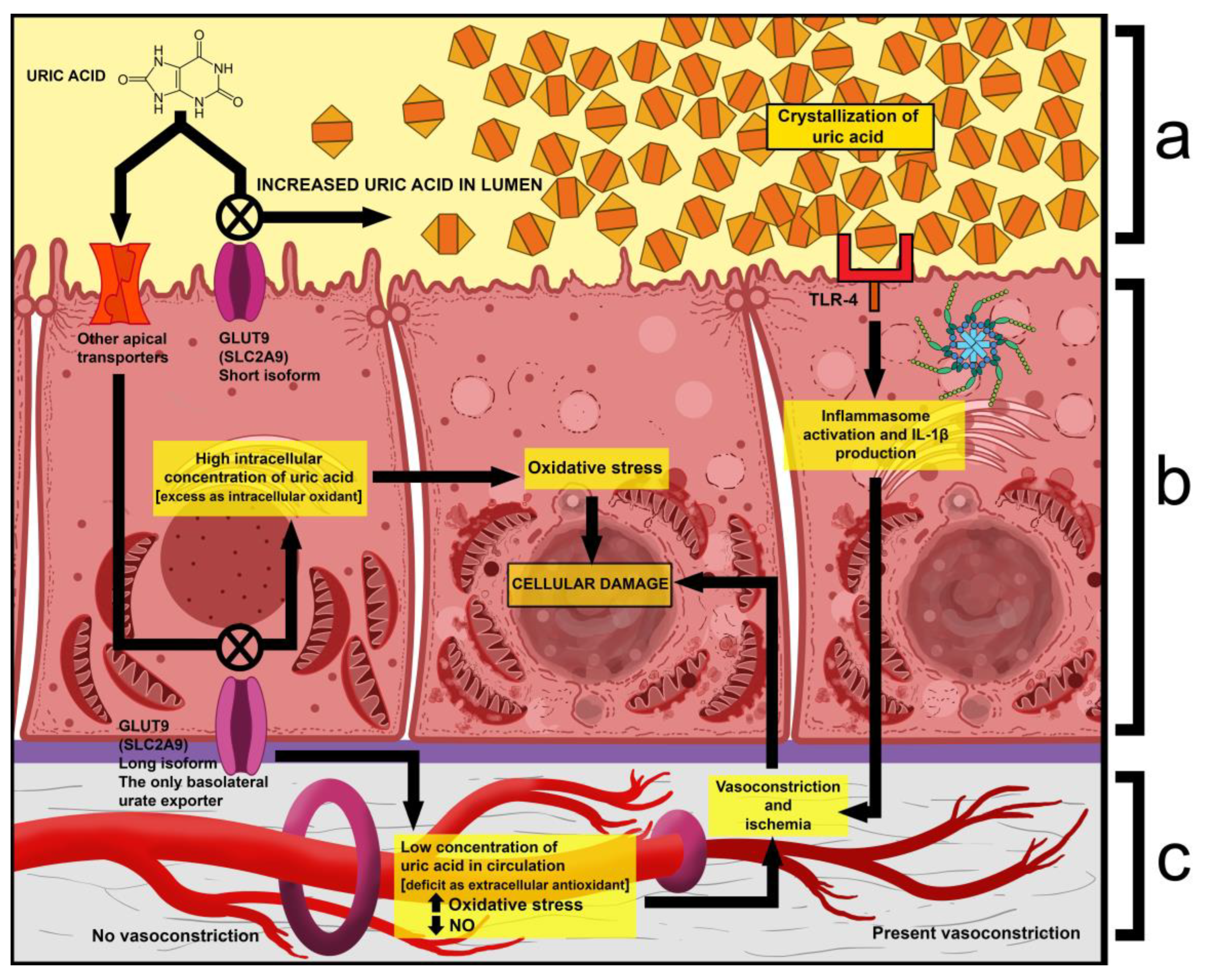 Ijms 26 04681 g005 Ijms 26 04681 g005