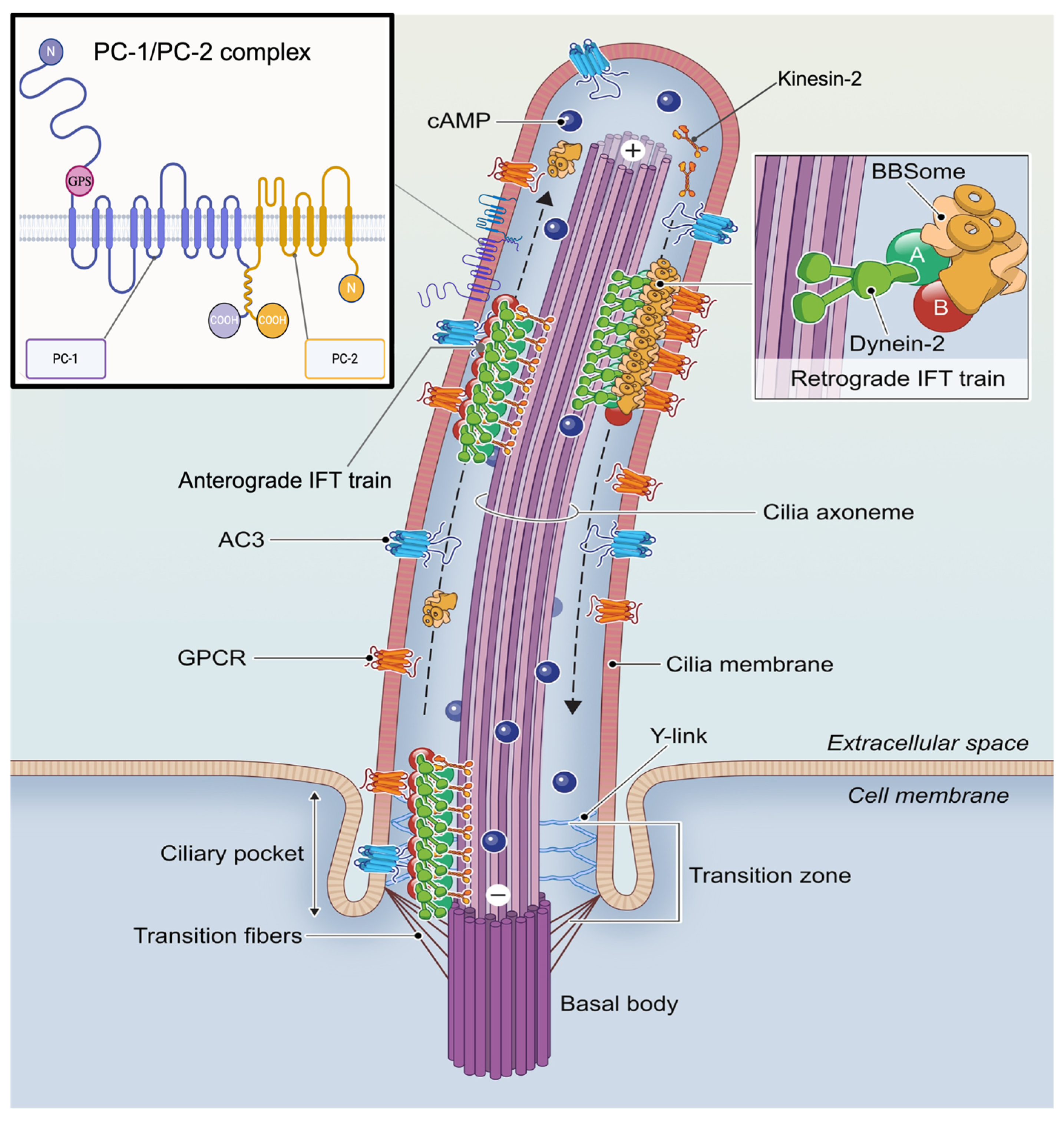 Ijms 26 04971 g002 Ijms 26 04971 g002